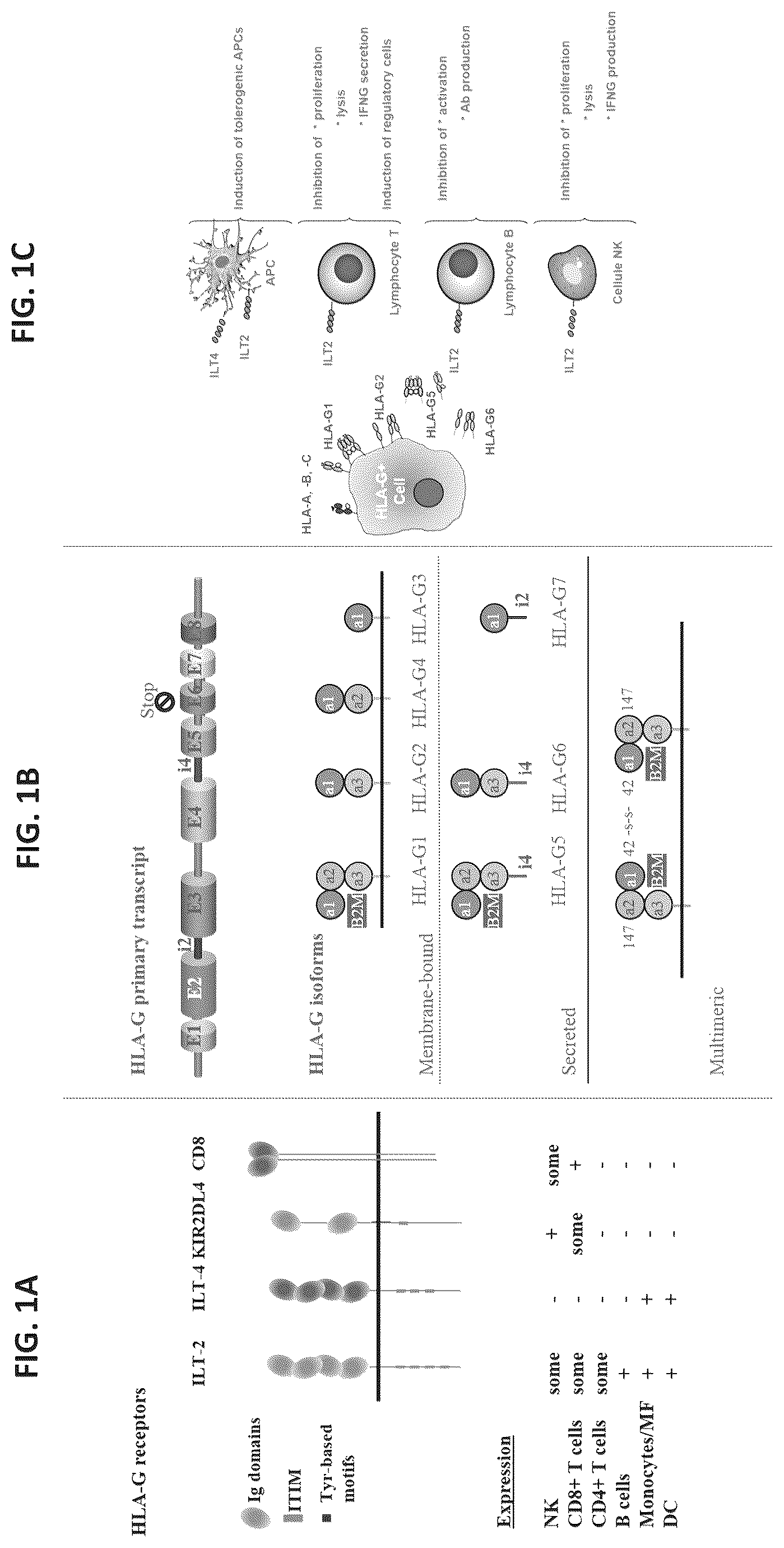 Patent US12297275 — Chimeric antigen receptors against multiple HLA-G isoforms — Figure 1