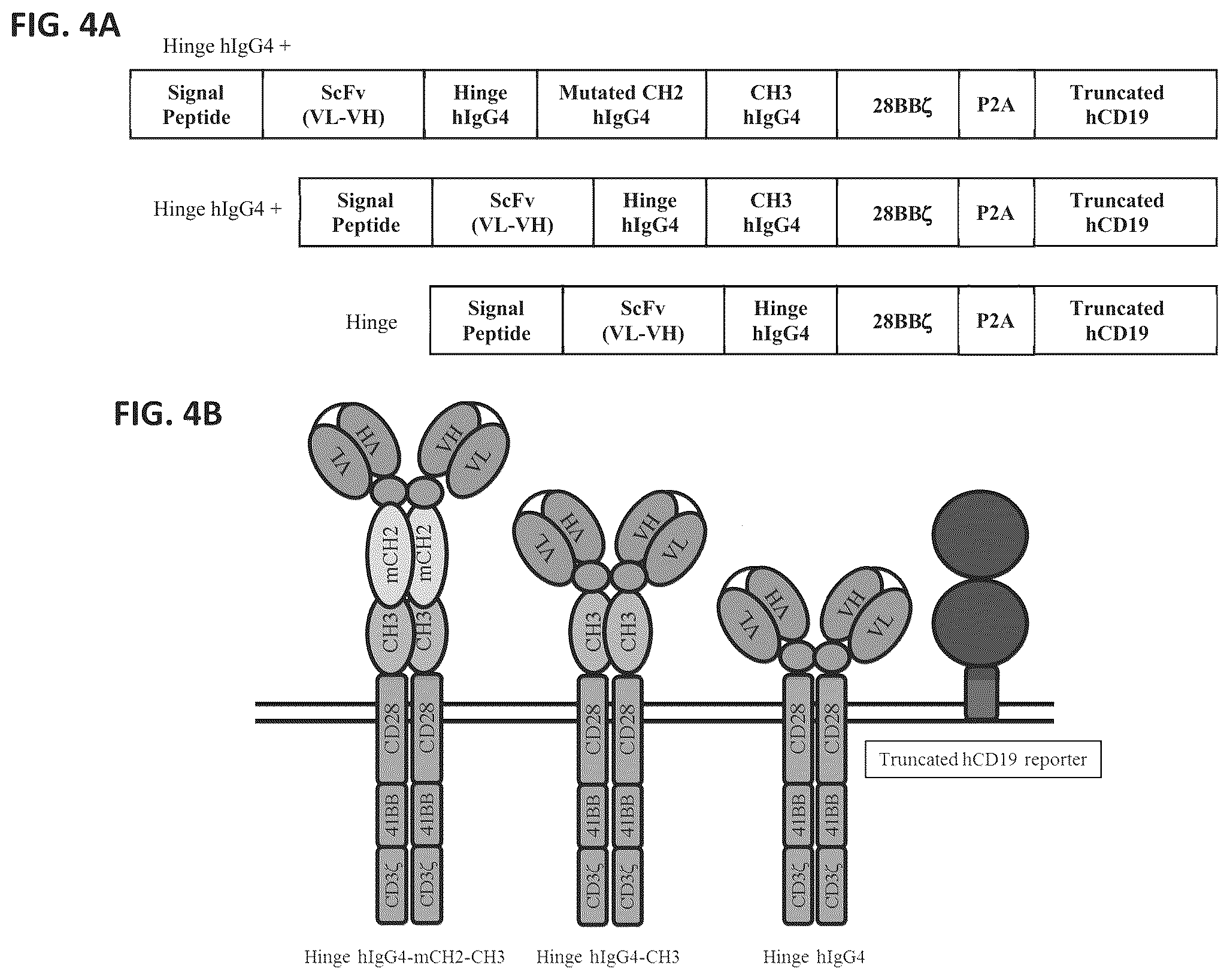 Patent US12297275 Figure 4 – Chimeric antigen receptors against multiple HLA-G isoforms