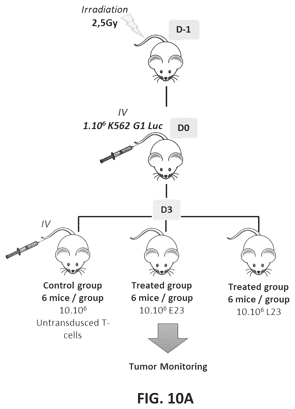 Patent US12297275 Figure 11 – Chimeric antigen receptors against multiple HLA-G isoforms