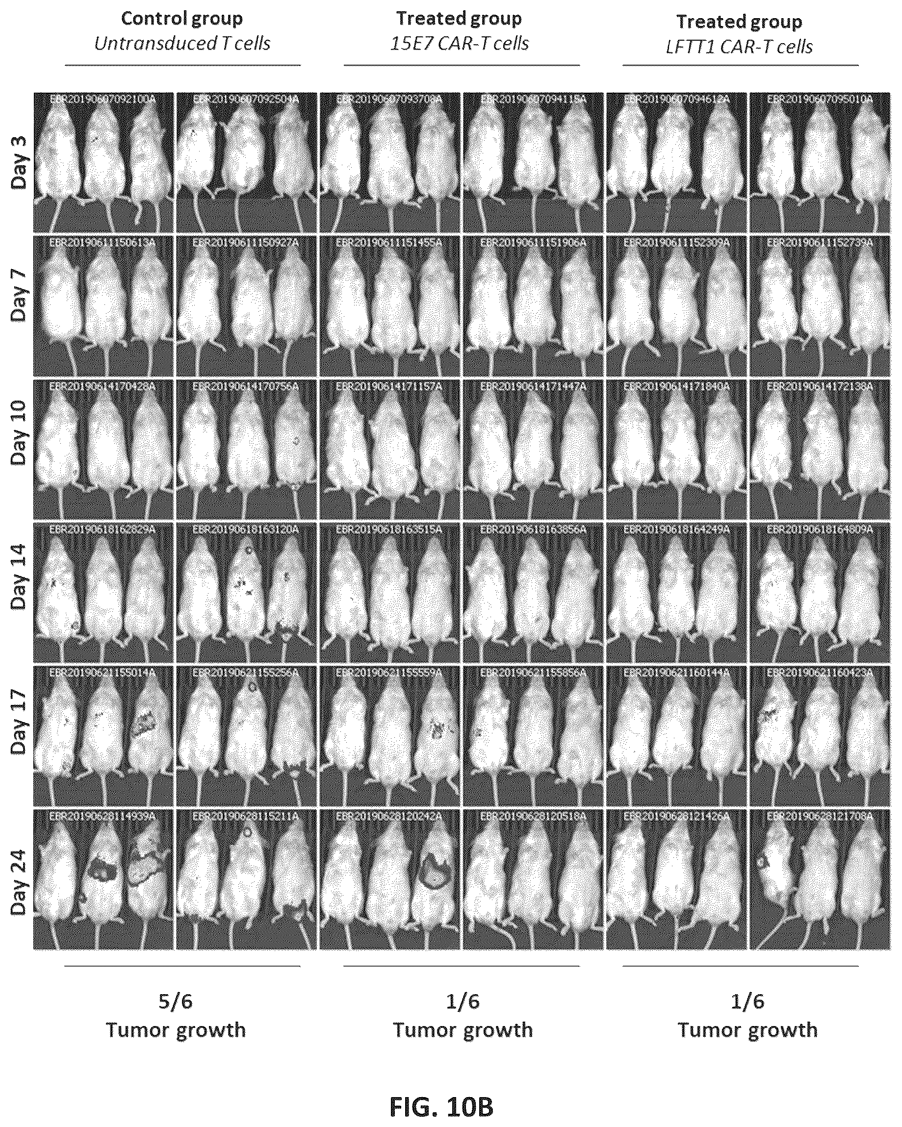 Patent US12297275 Figure 12 – Chimeric antigen receptors against multiple HLA-G isoforms