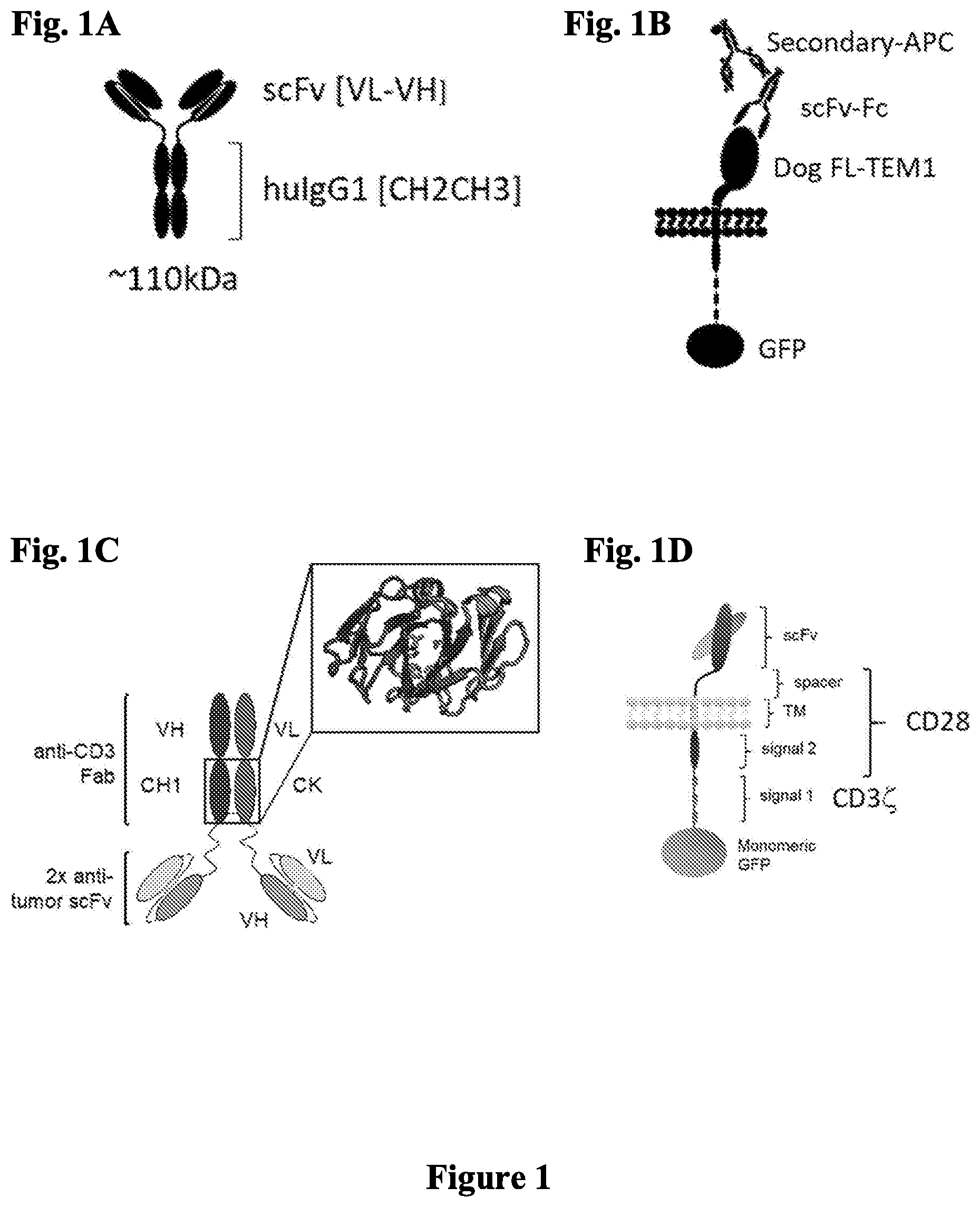 Patent US12297276 Figure 1 – Anti-TEM1 antibodies and antigen-binding portions thereof