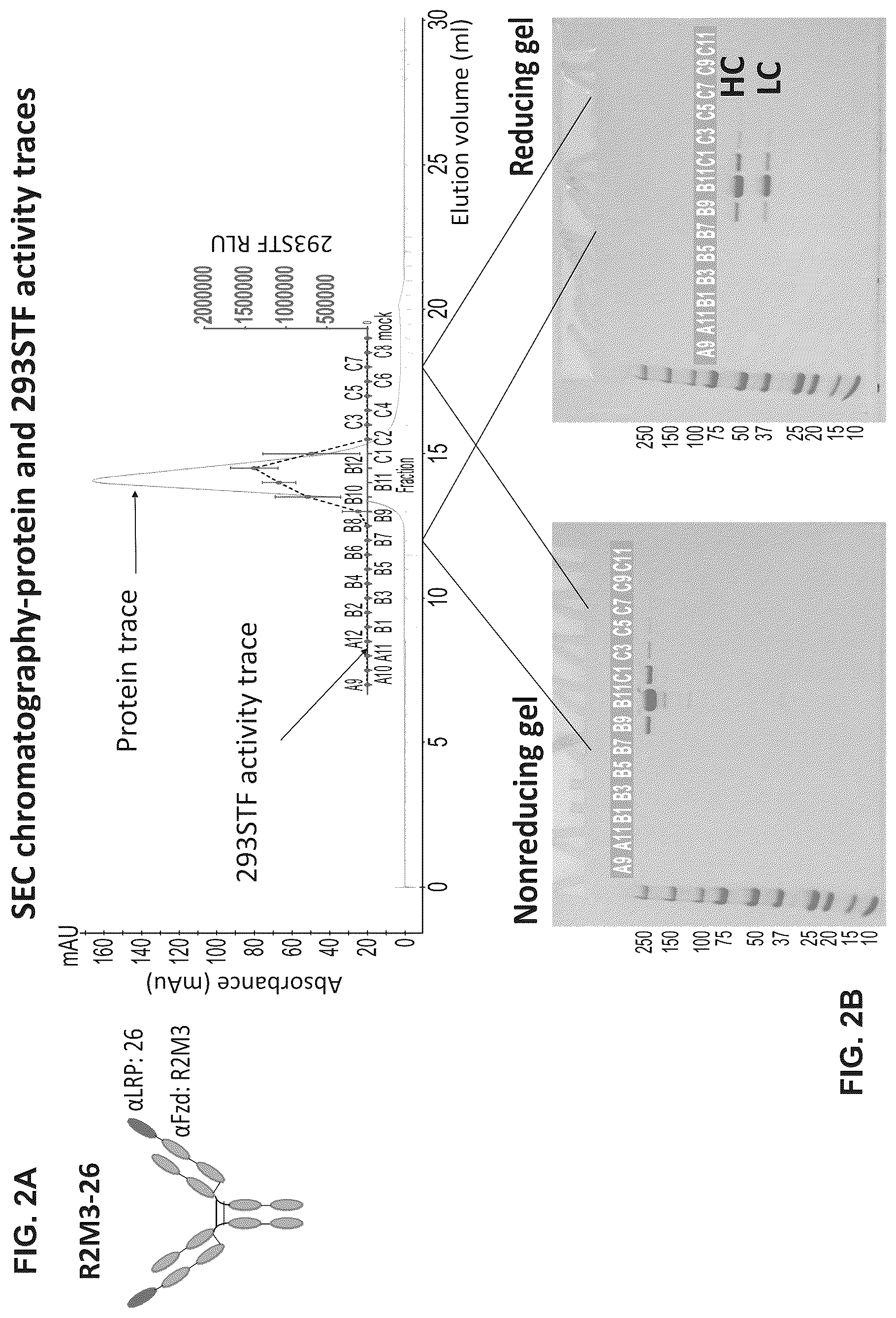 Patent US12297278 Figure 2 – Wnt surrogate molecules and uses thereof