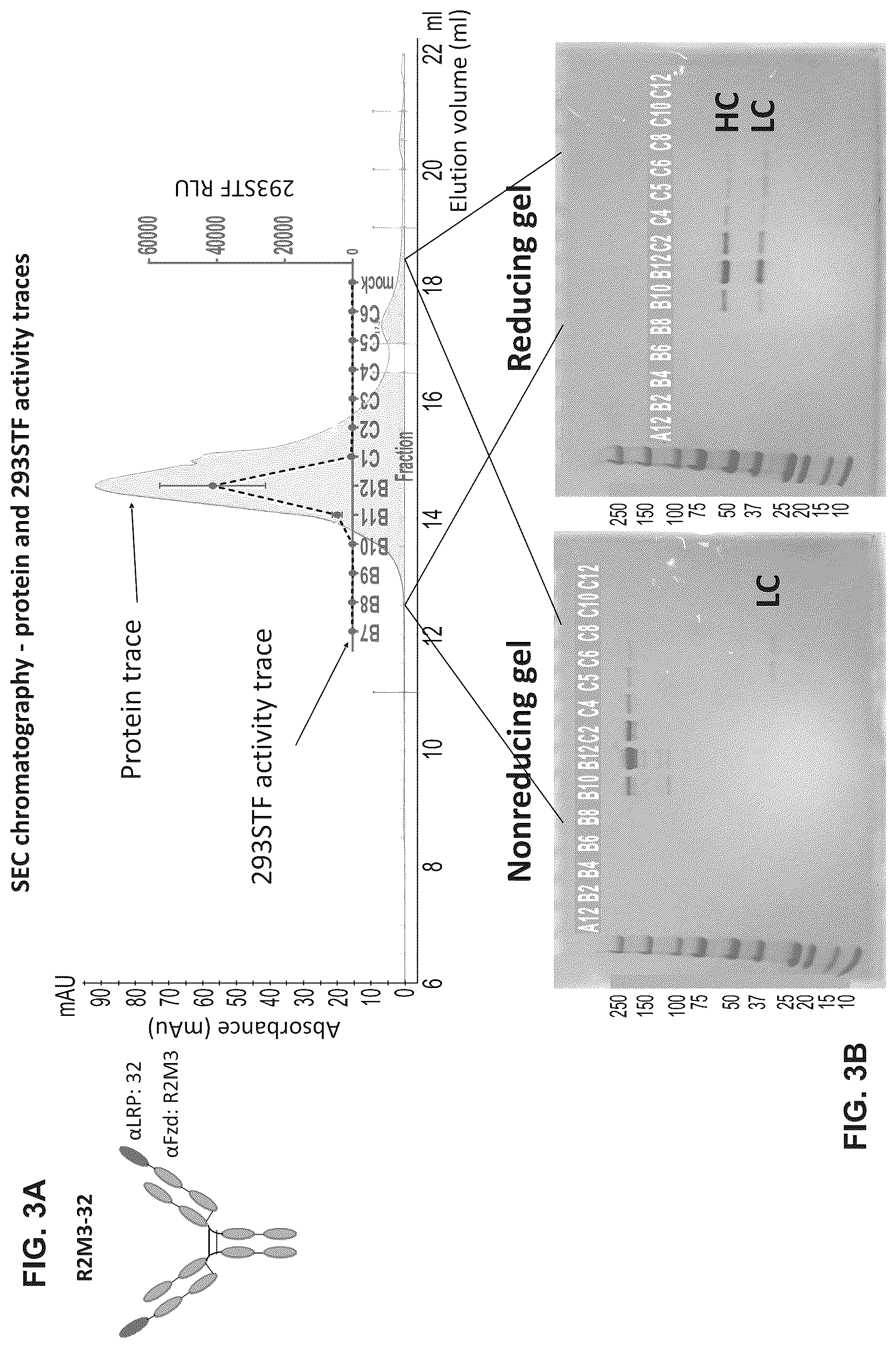 Patent US12297278 Figure 4 – Wnt surrogate molecules and uses thereof