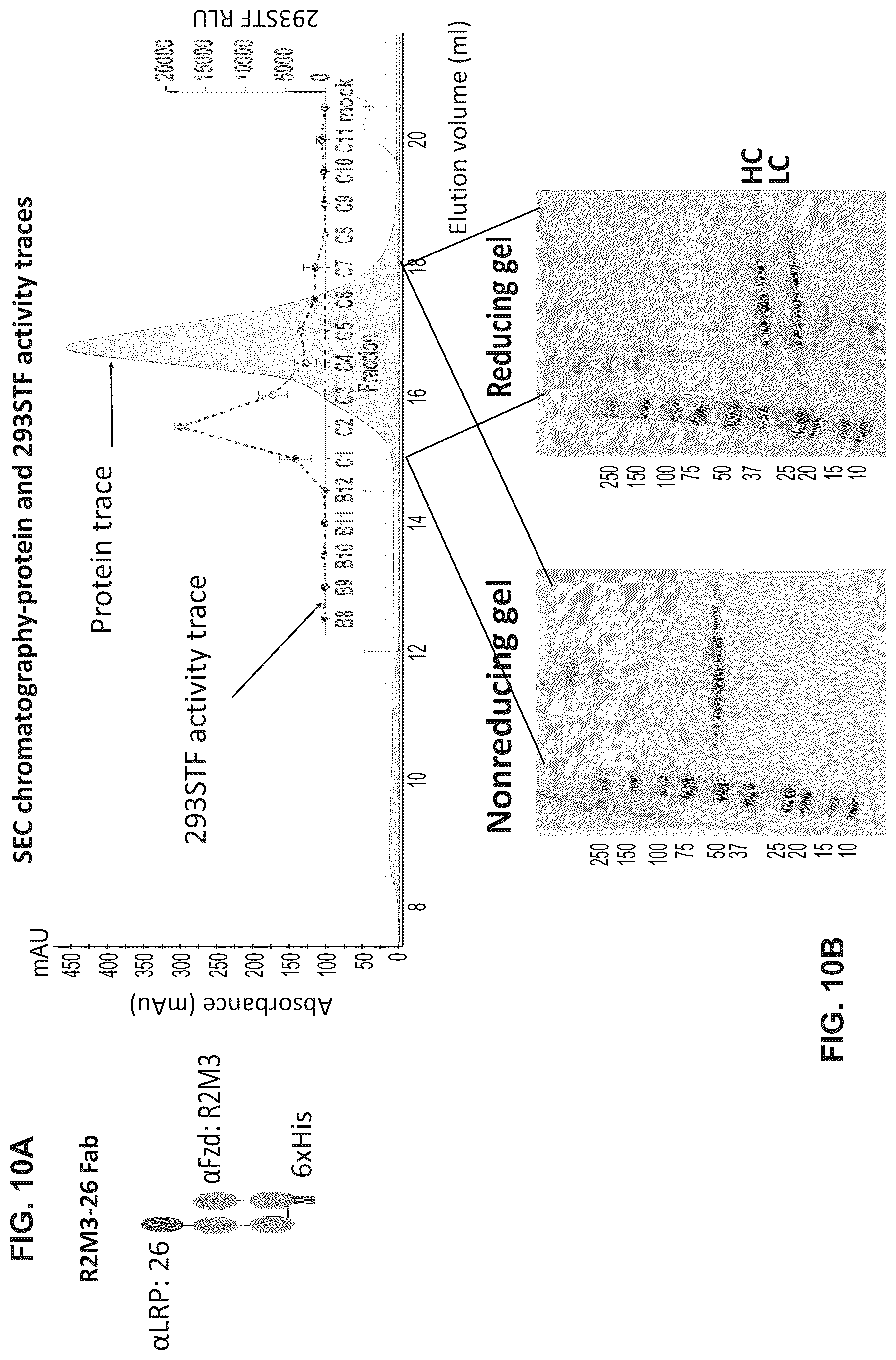 Patent US12297278 Figure 16 – Wnt surrogate molecules and uses thereof