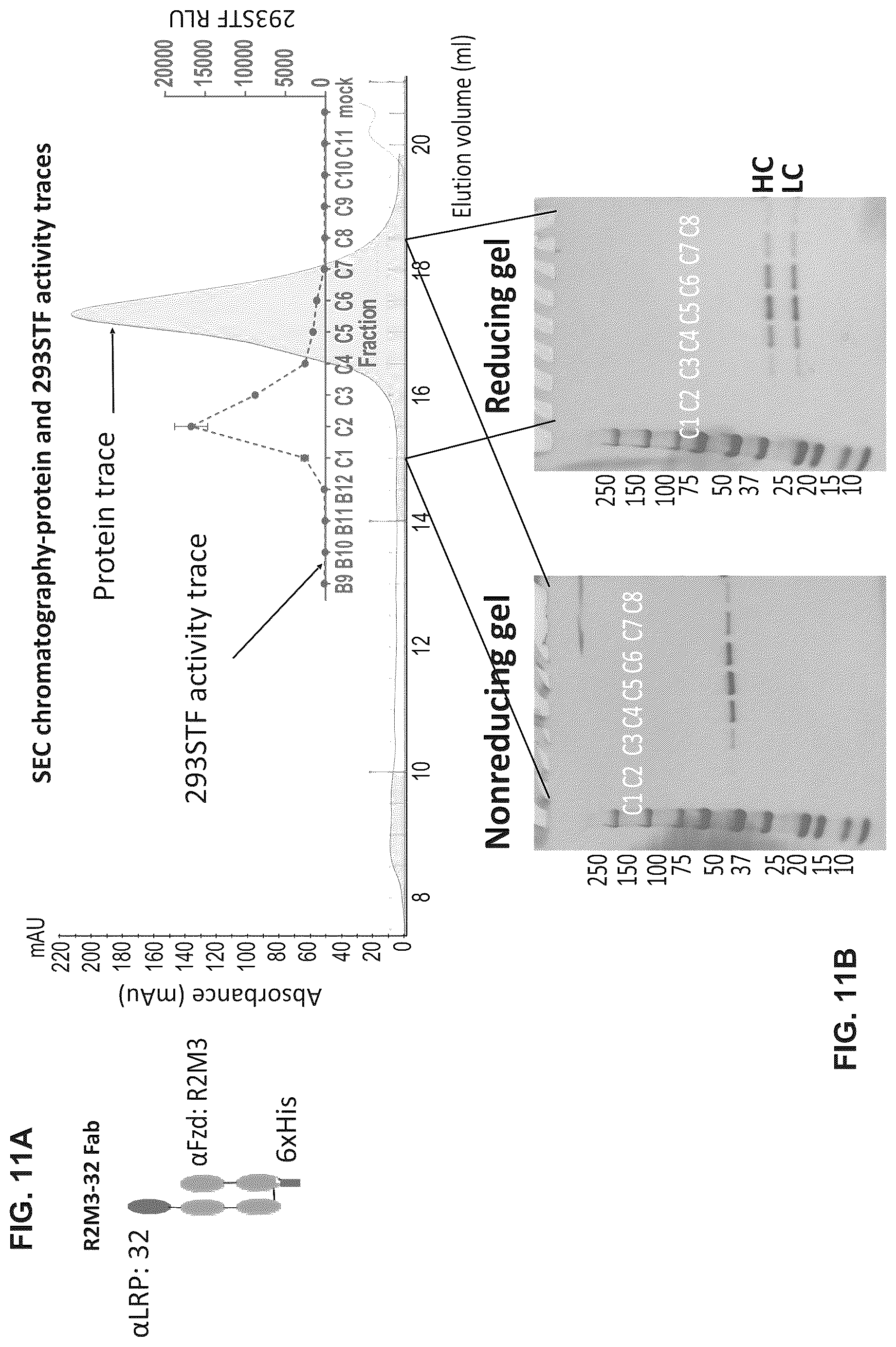 Patent US12297278 Figure 17 – Wnt surrogate molecules and uses thereof