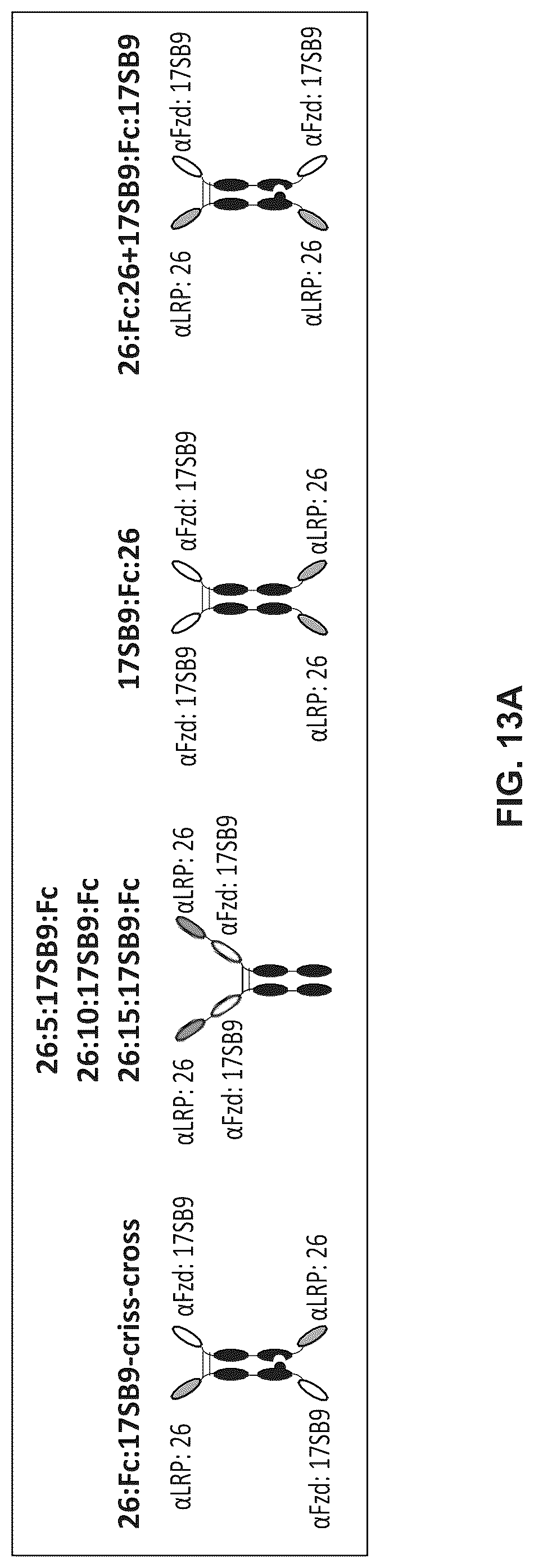 Patent US12297278 Figure 19 – Wnt surrogate molecules and uses thereof