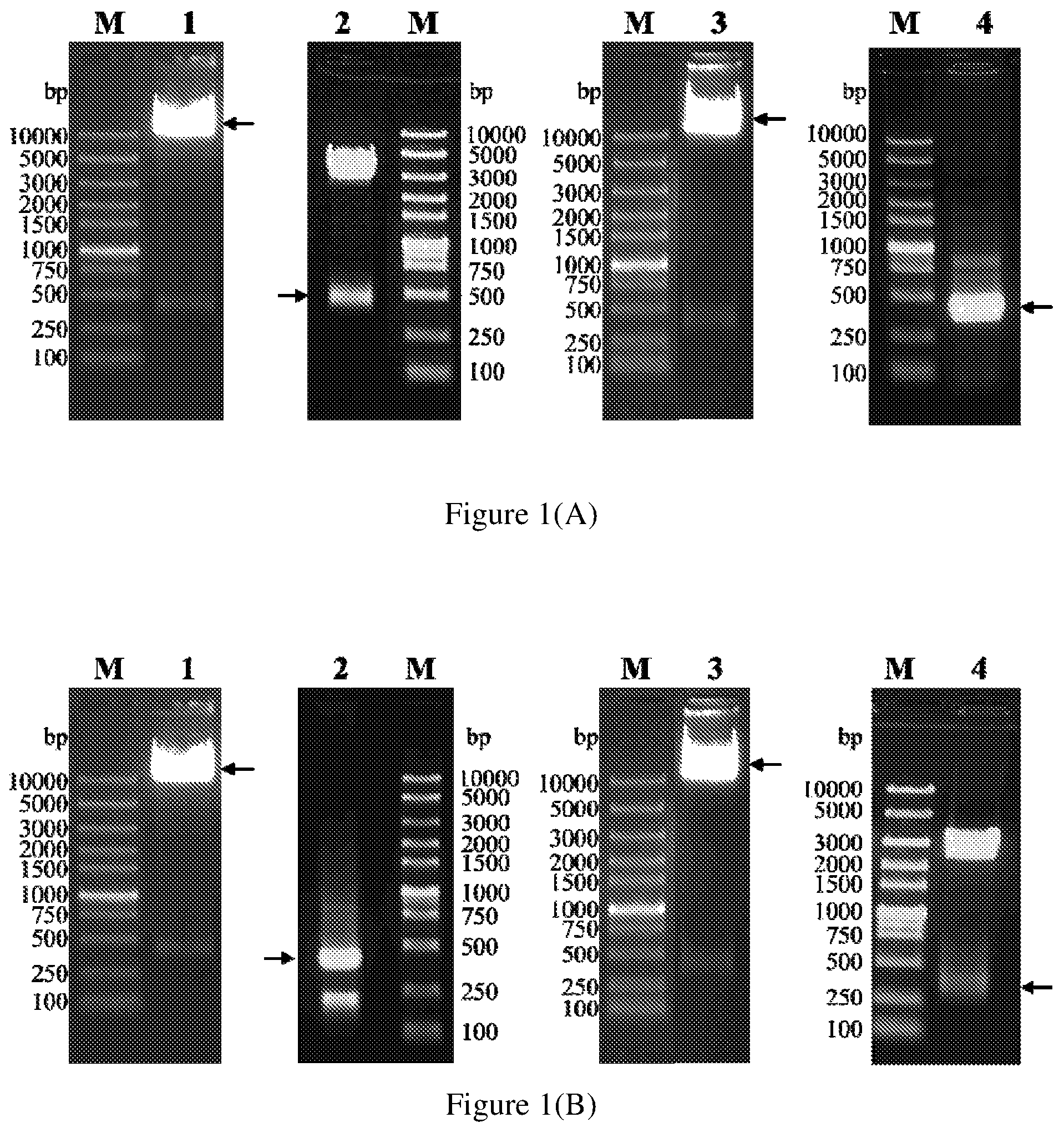 Patent US12297280 Figure 1 – Monoclonal antibodies against human interleukin-4 receptor alpha, encoding nucleic acids thereof and method of use thereof to treat IL-4 or IL-4/IL-13-mediated diseases