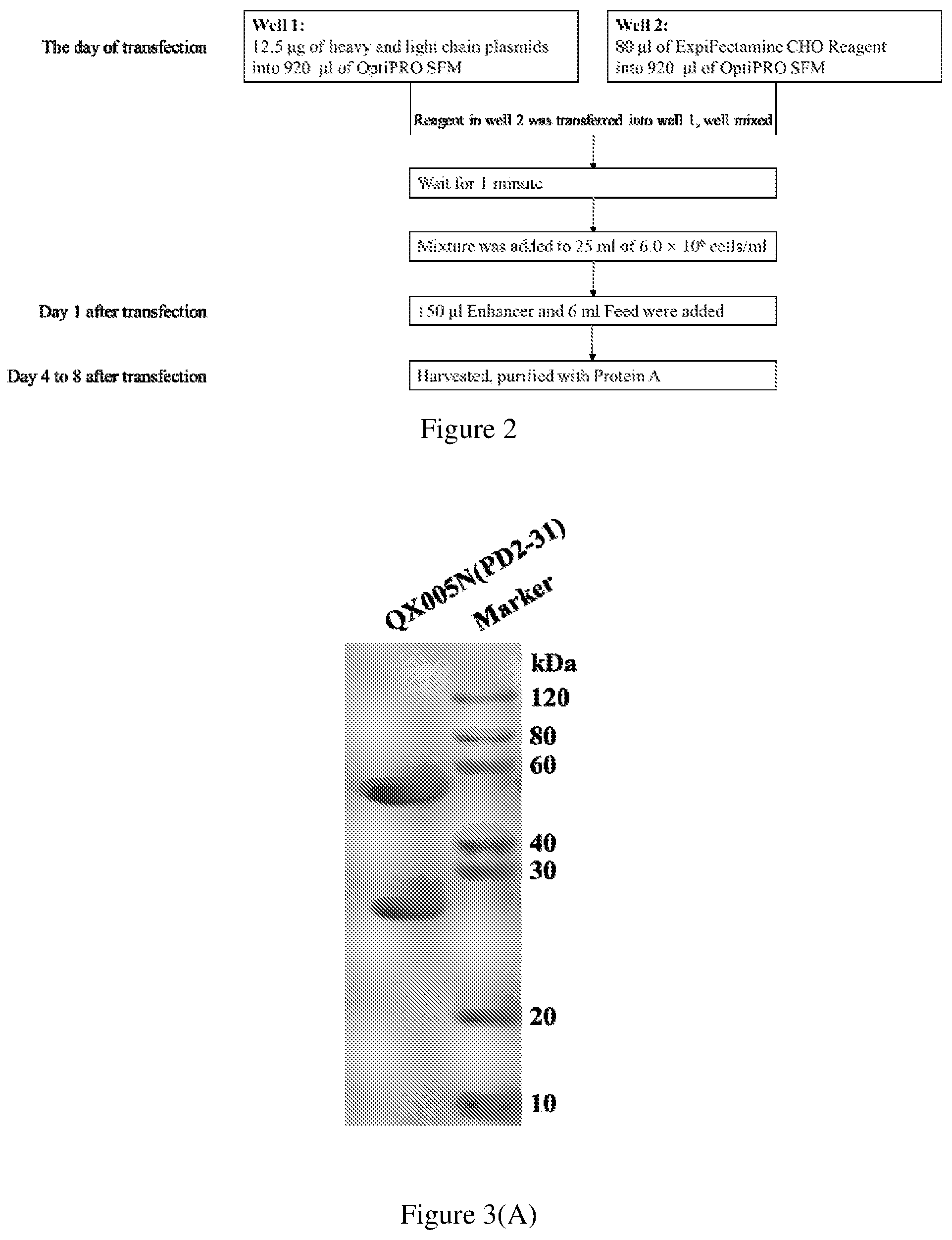 Patent US12297280 Figure 2 – Monoclonal antibodies against human interleukin-4 receptor alpha, encoding nucleic acids thereof and method of use thereof to treat IL-4 or IL-4/IL-13-mediated diseases