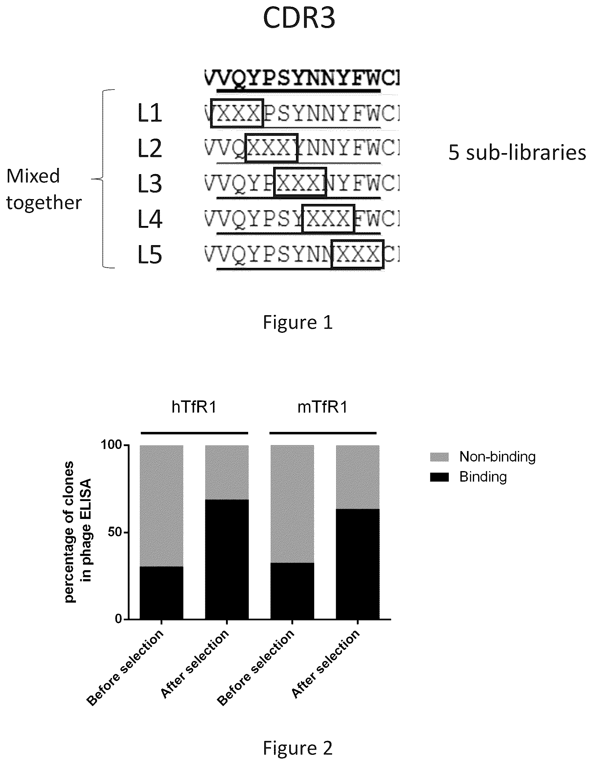 Patent US12297286 Figure 1 – Transferrin receptor (TFR)-selective binding peptides capable of crossing the blood brain barrier, encoding nucleic acids thereof and methods of use thereof
