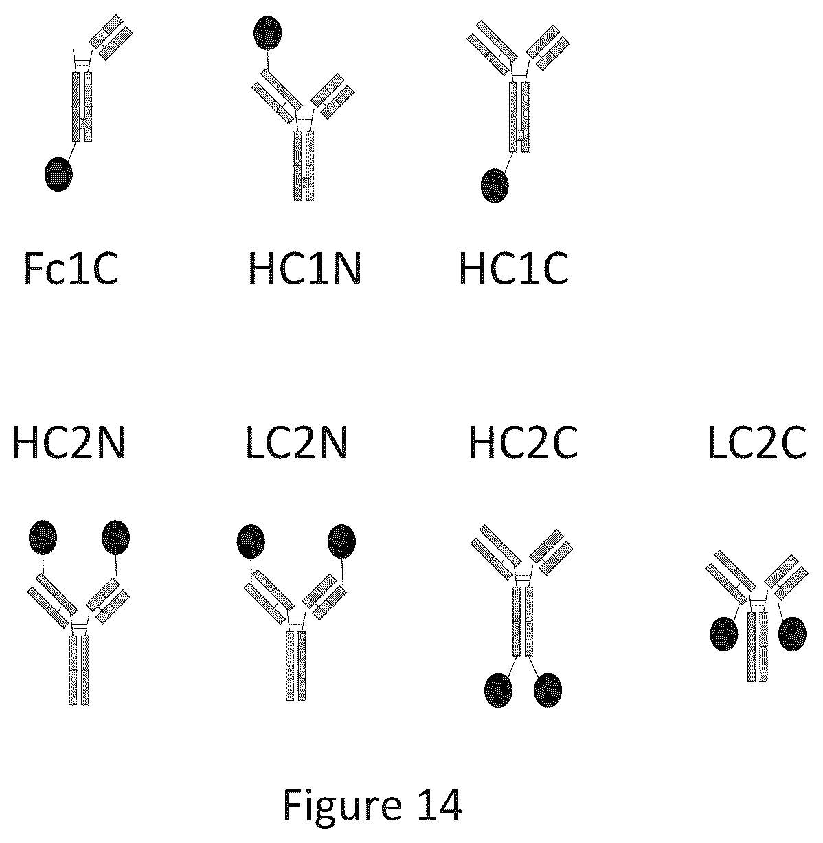 Patent US12297286 Figure 10 – Transferrin receptor (TFR)-selective binding peptides capable of crossing the blood brain barrier, encoding nucleic acids thereof and methods of use thereof
