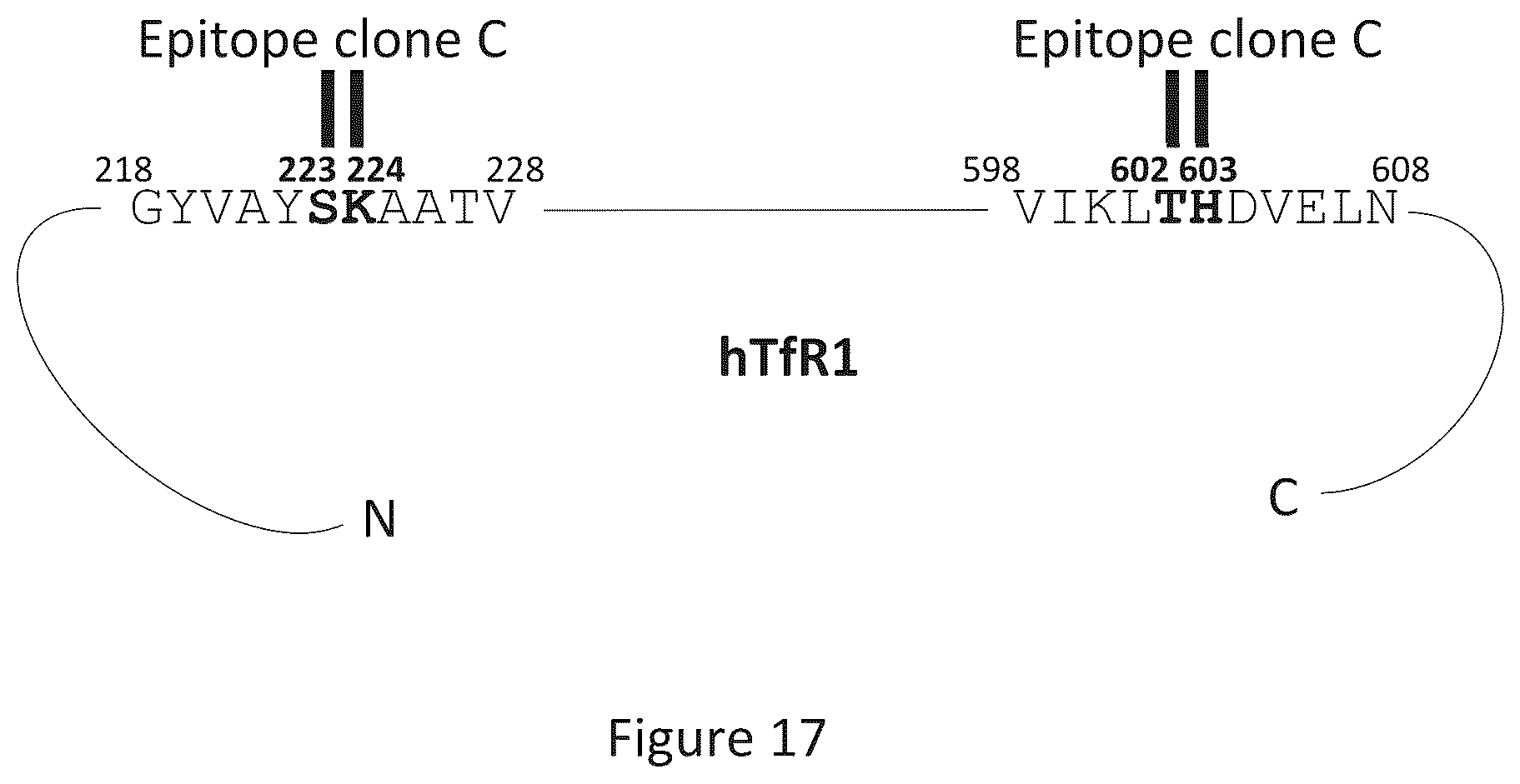 Patent US12297286 Figure 13 – Transferrin receptor (TFR)-selective binding peptides capable of crossing the blood brain barrier, encoding nucleic acids thereof and methods of use thereof