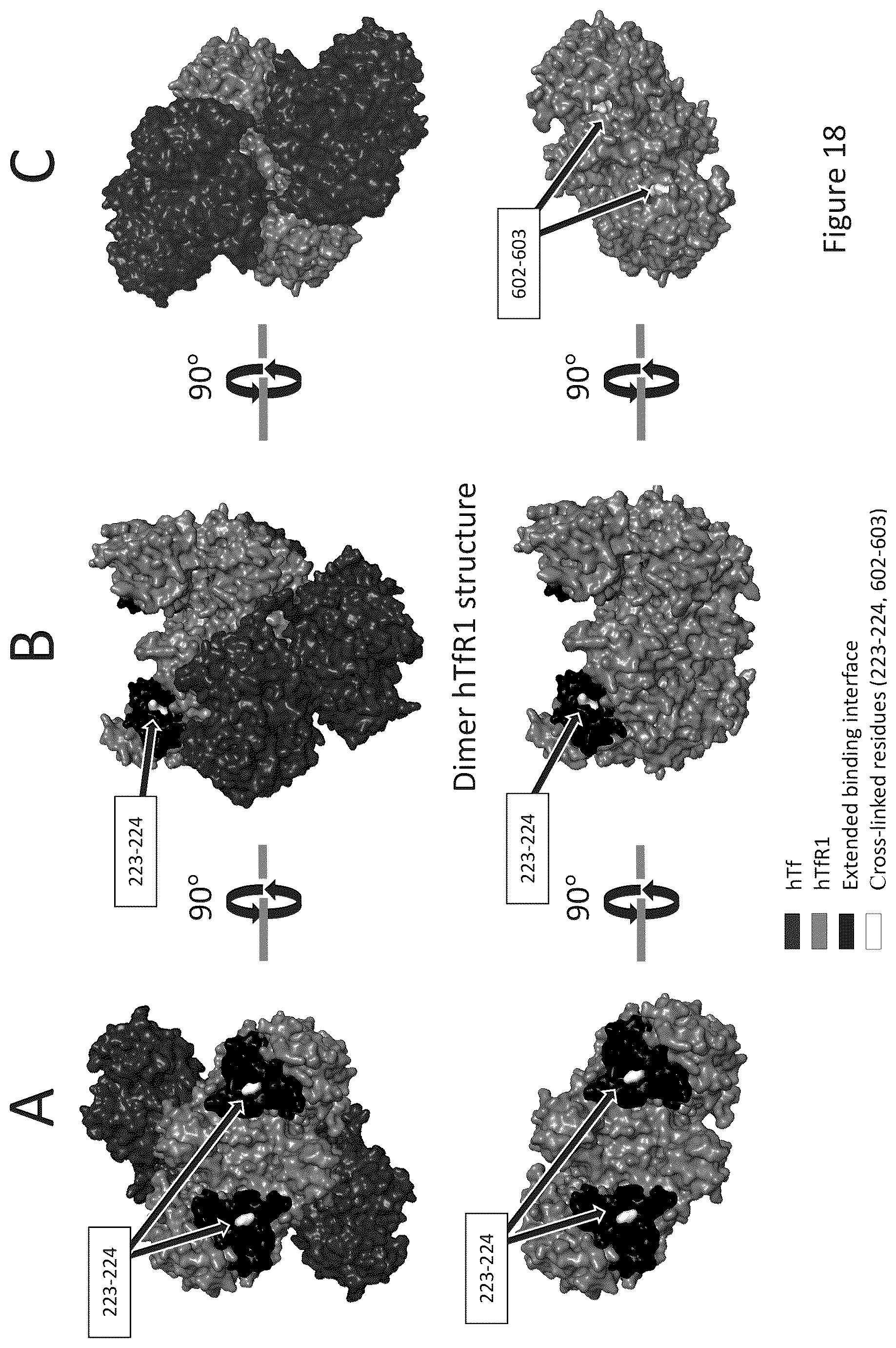 Patent US12297286 Figure 14 – Transferrin receptor (TFR)-selective binding peptides capable of crossing the blood brain barrier, encoding nucleic acids thereof and methods of use thereof