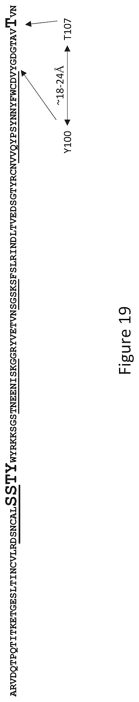 Patent US12297286 Figure 15 – Transferrin receptor (TFR)-selective binding peptides capable of crossing the blood brain barrier, encoding nucleic acids thereof and methods of use thereof