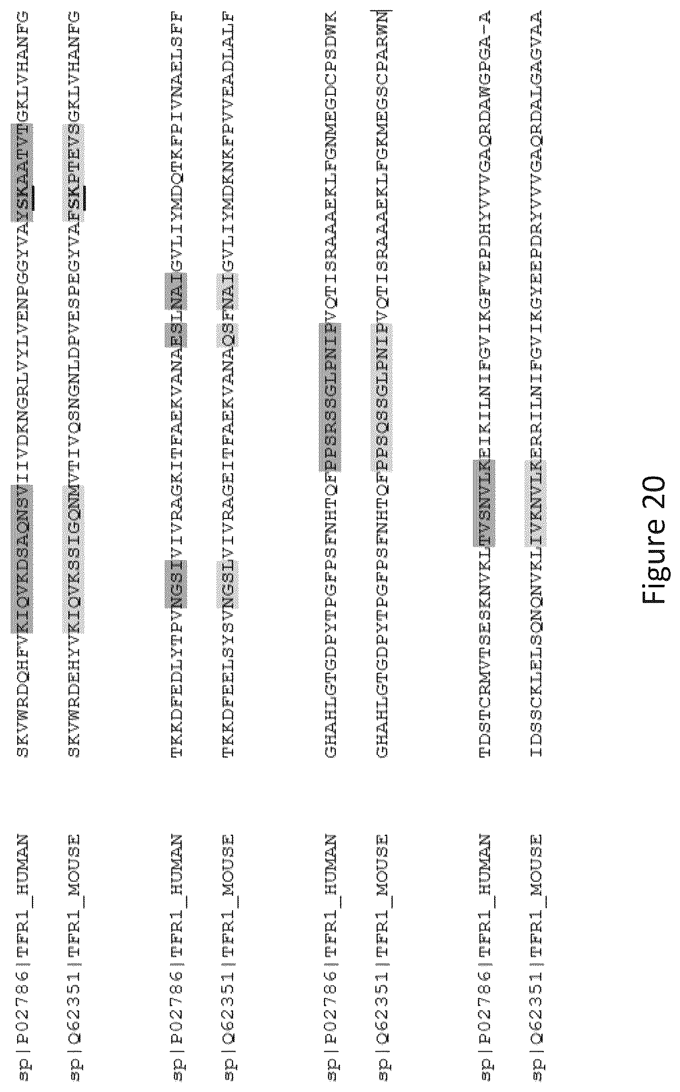 Patent US12297286 Figure 16 – Transferrin receptor (TFR)-selective binding peptides capable of crossing the blood brain barrier, encoding nucleic acids thereof and methods of use thereof