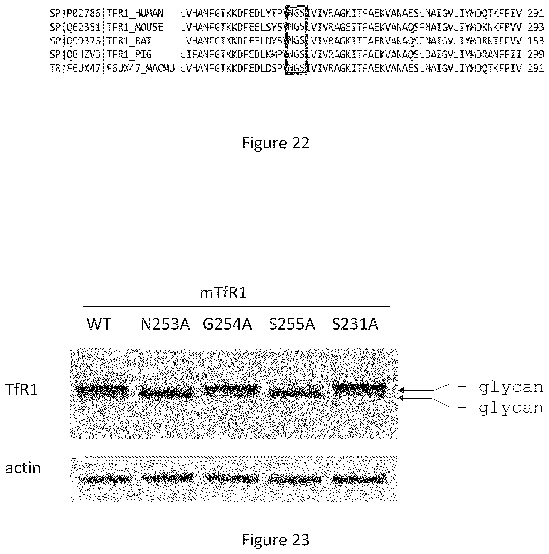 Patent US12297286 Figure 18 – Transferrin receptor (TFR)-selective binding peptides capable of crossing the blood brain barrier, encoding nucleic acids thereof and methods of use thereof