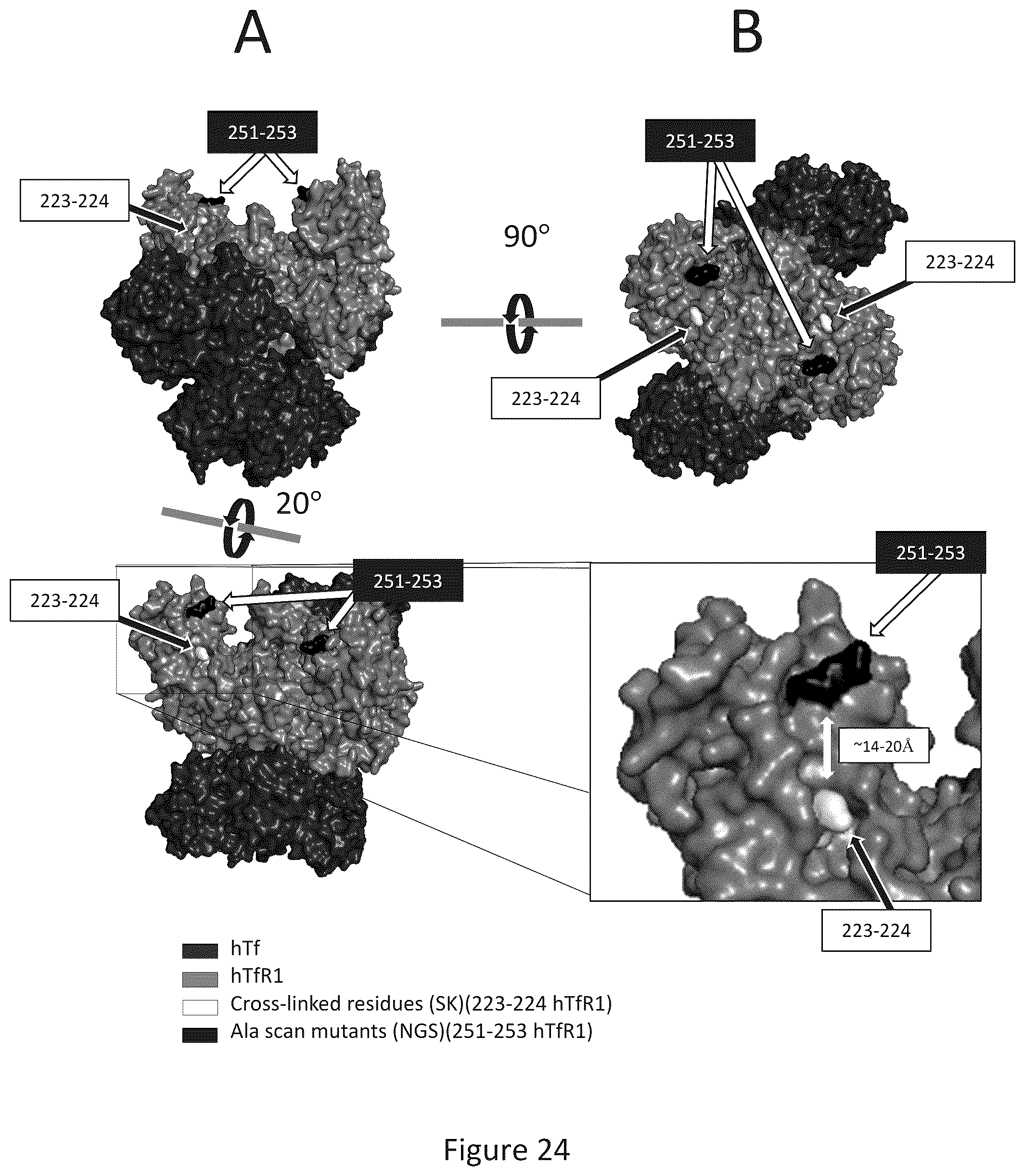 Patent US12297286 Figure 19 – Transferrin receptor (TFR)-selective binding peptides capable of crossing the blood brain barrier, encoding nucleic acids thereof and methods of use thereof