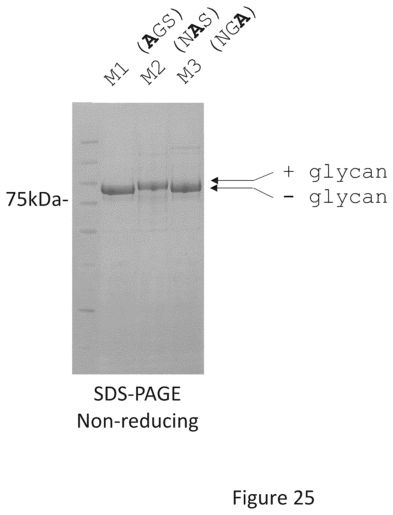 Patent US12297286 Figure 20 – Transferrin receptor (TFR)-selective binding peptides capable of crossing the blood brain barrier, encoding nucleic acids thereof and methods of use thereof