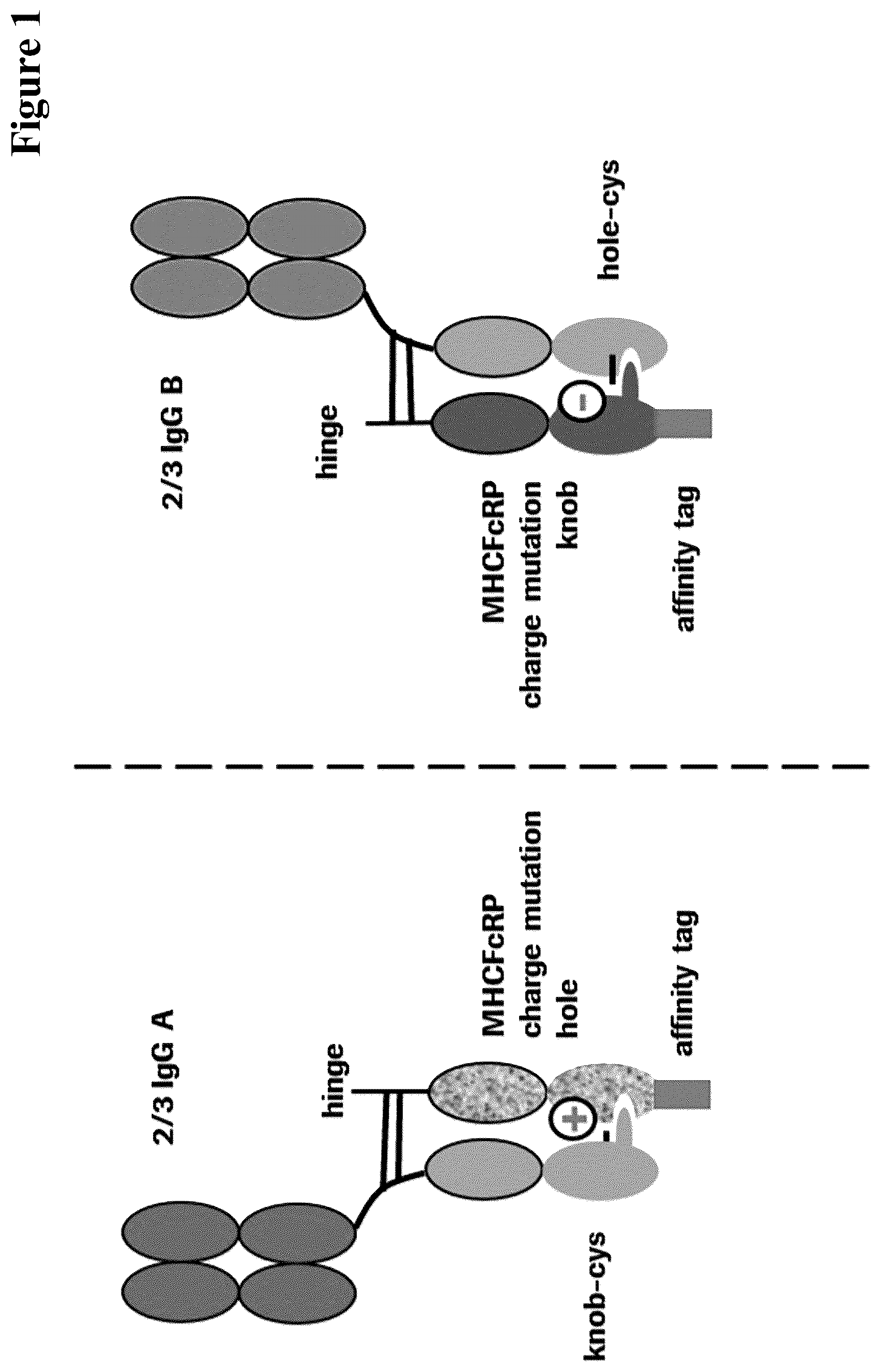 Patent US12297290 — Method for generating multispecific antibodies from monospecific antibodies — Figure 1
