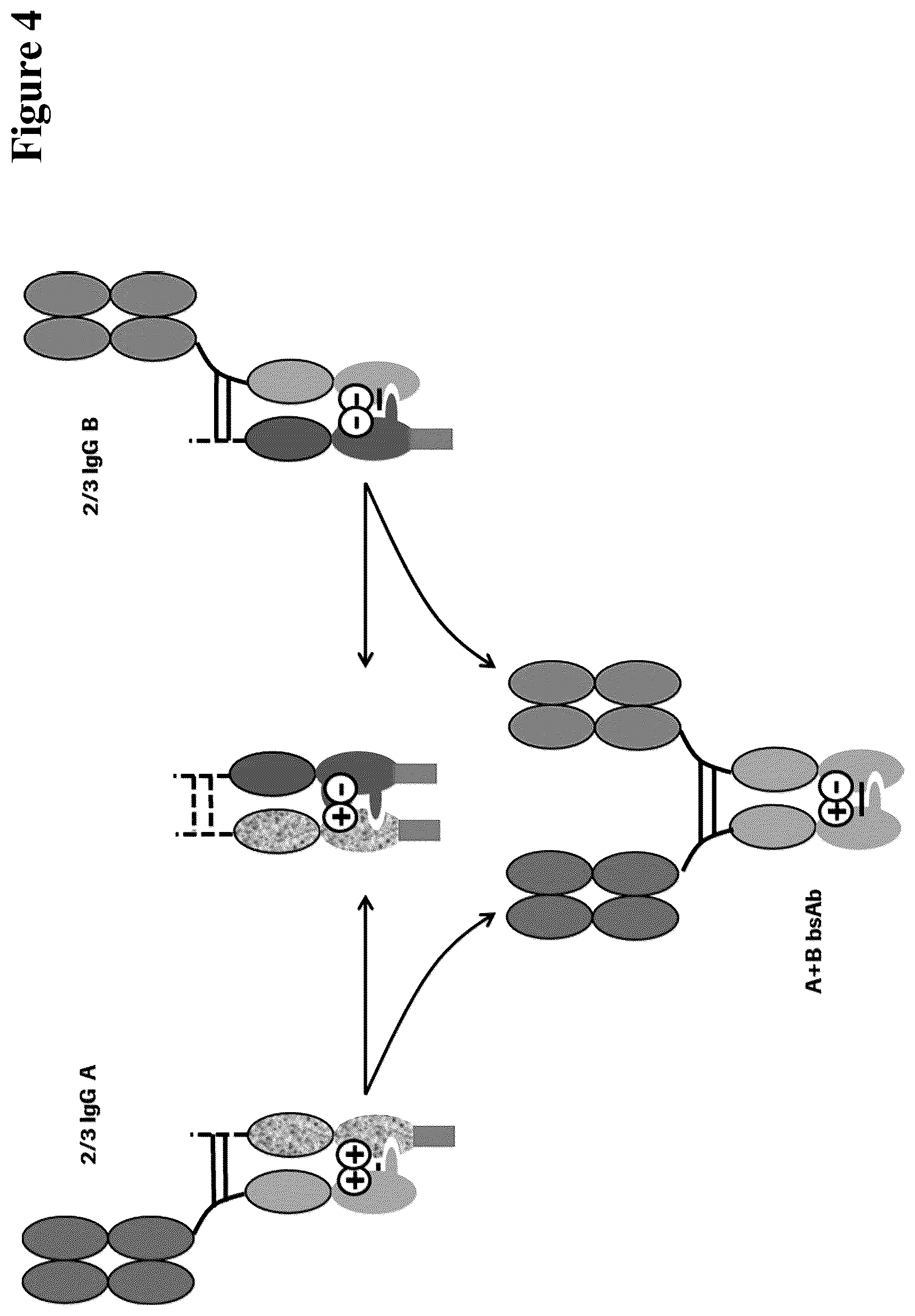 Patent US12297290 Figure 4 – Method for generating multispecific antibodies from monospecific antibodies
