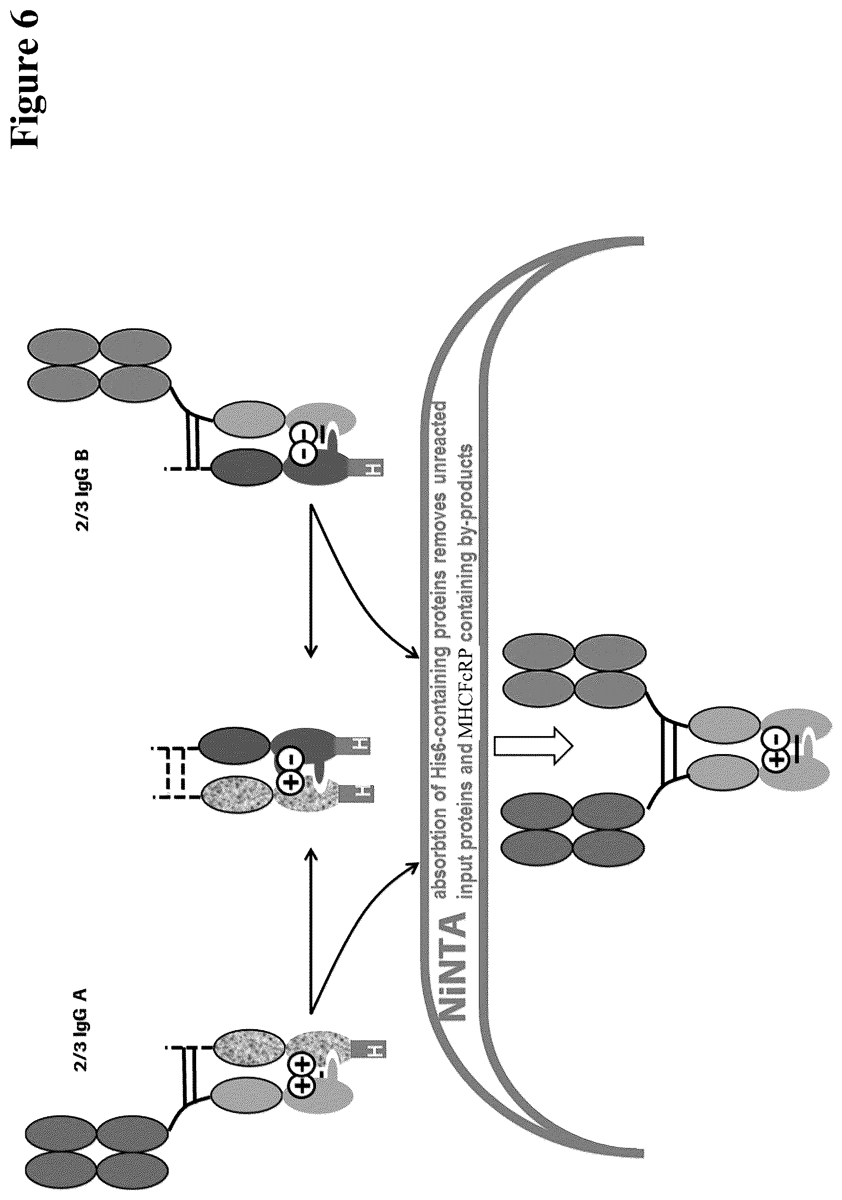 Patent US12297290 Figure 6 – Method for generating multispecific antibodies from monospecific antibodies