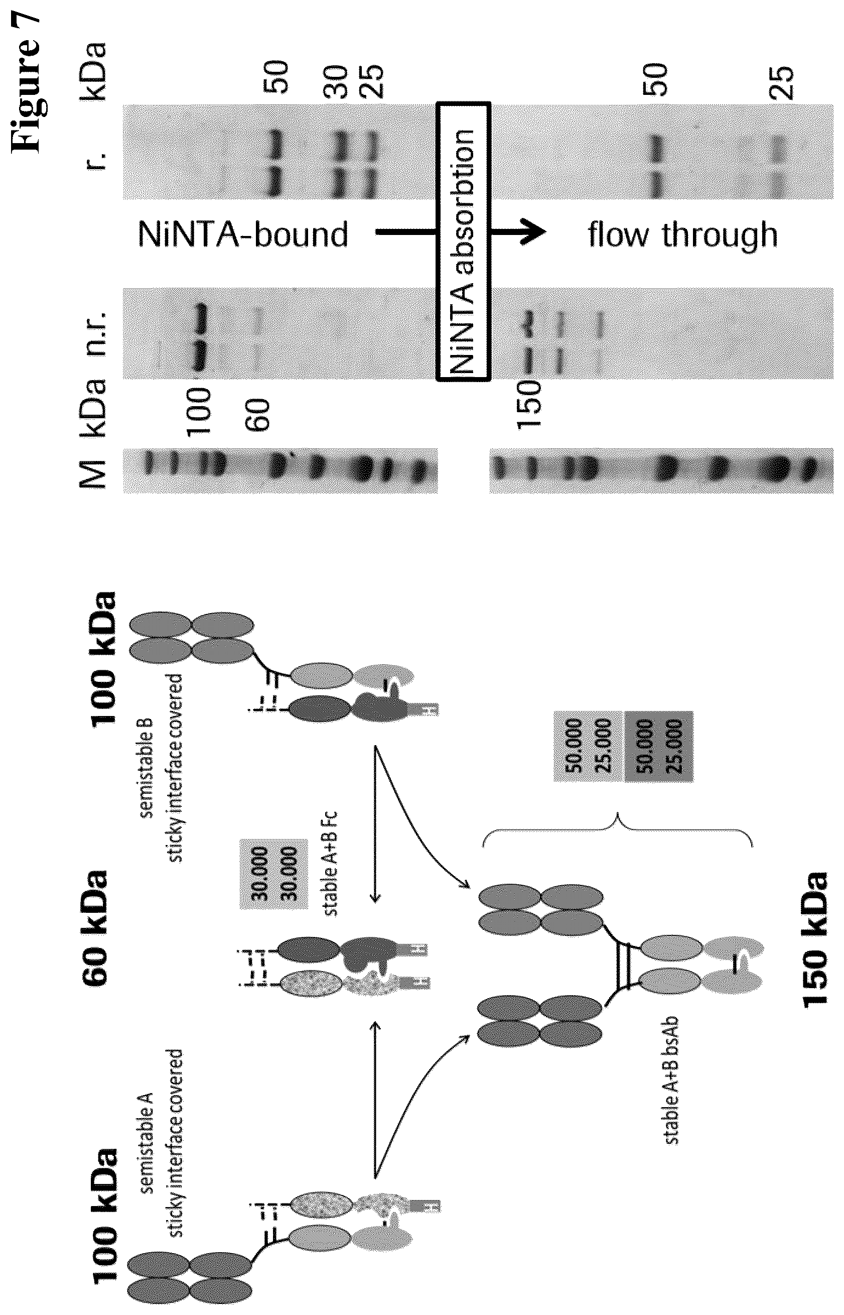 Patent US12297290 Figure 7 – Method for generating multispecific antibodies from monospecific antibodies
