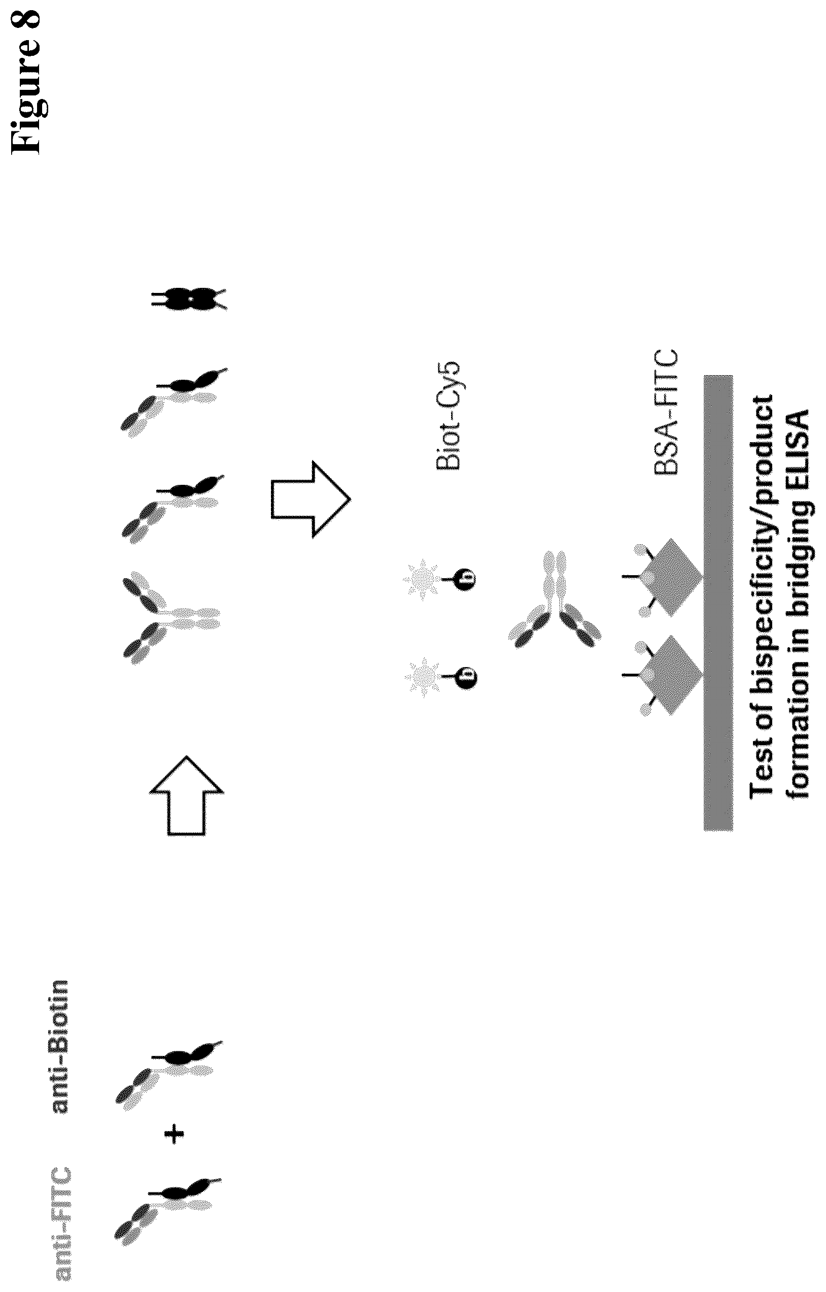 Patent US12297290 Figure 8 – Method for generating multispecific antibodies from monospecific antibodies