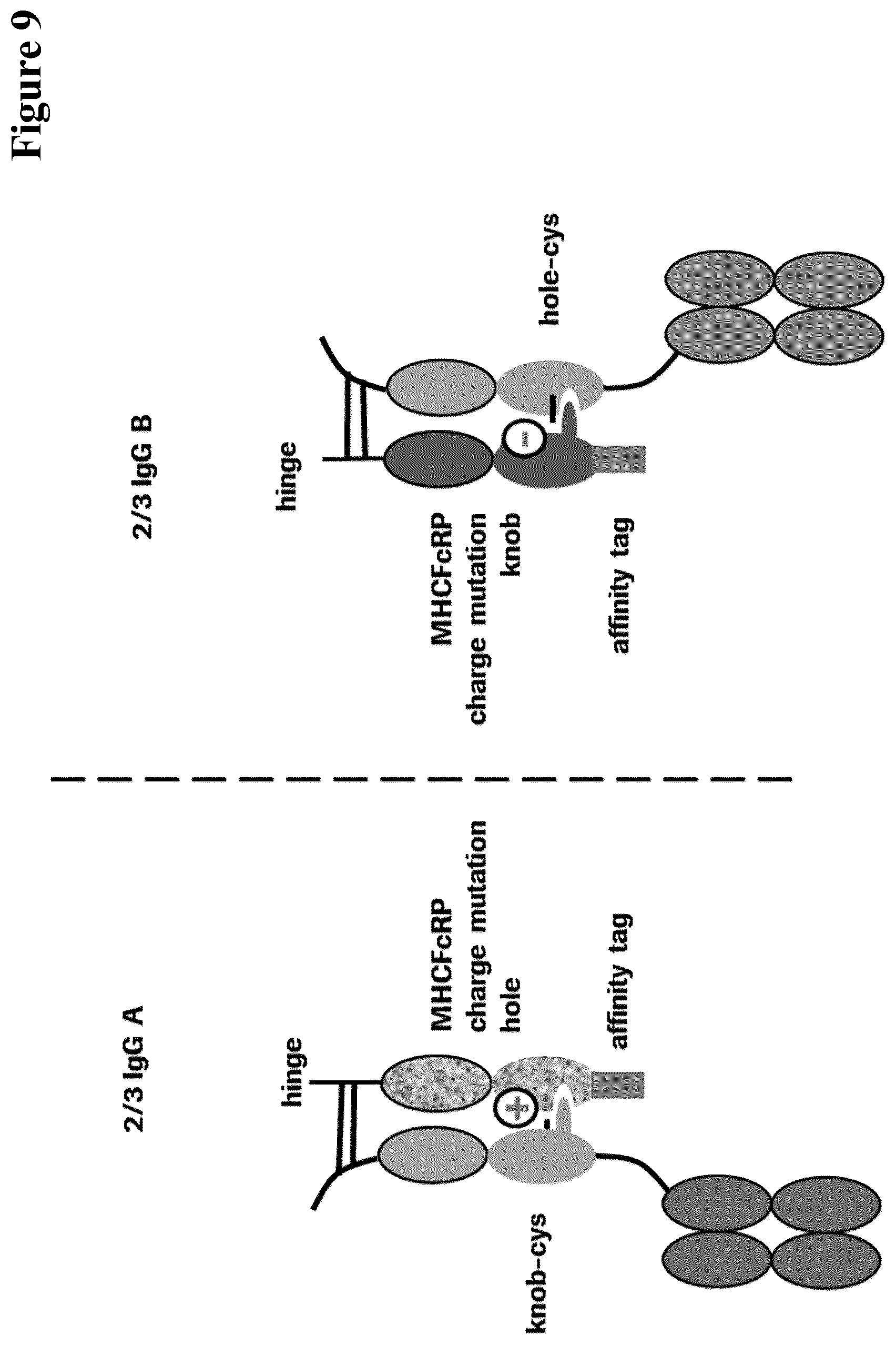 Patent US12297290 Figure 9 – Method for generating multispecific antibodies from monospecific antibodies