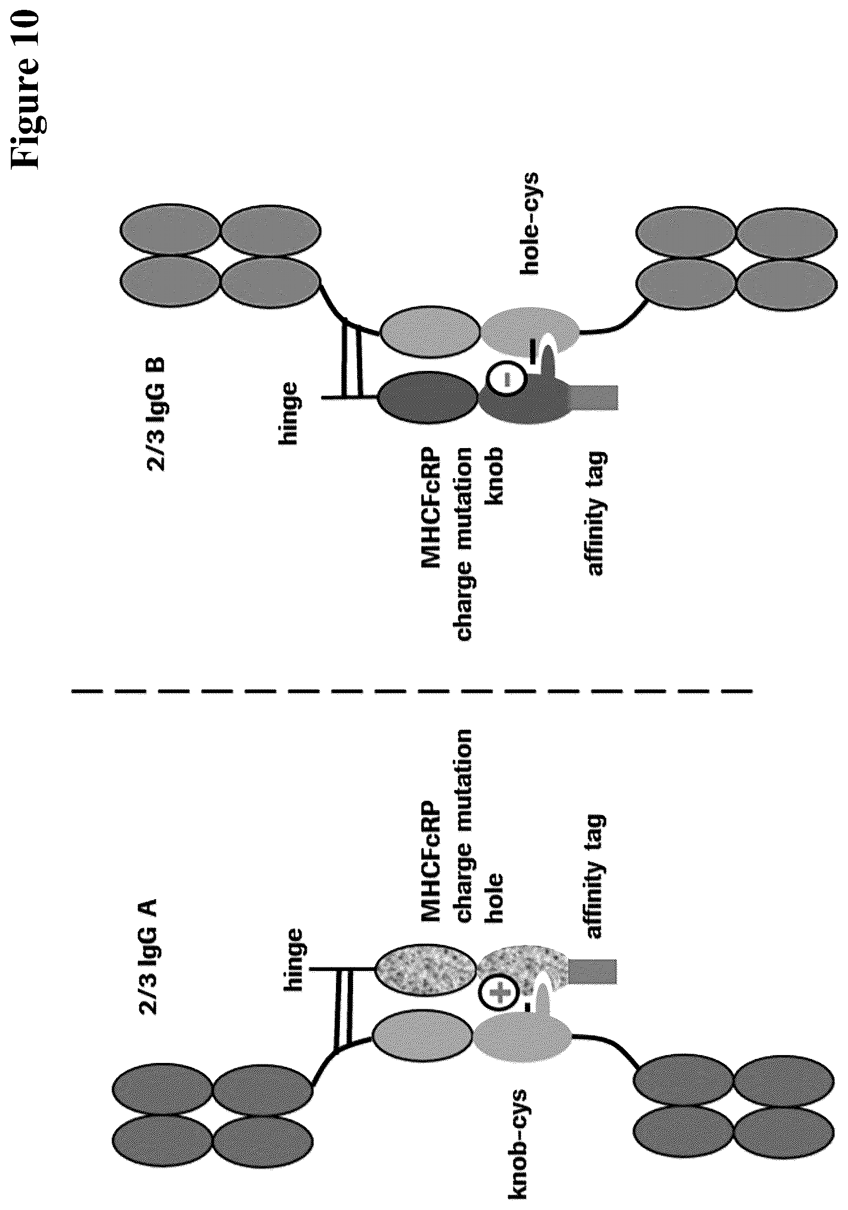 Patent US12297290 Figure 10 – Method for generating multispecific antibodies from monospecific antibodies