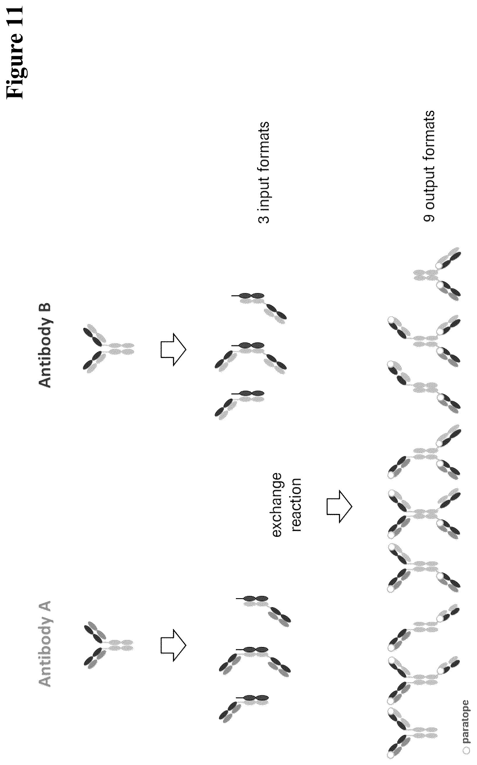 Patent US12297290 Figure 11 – Method for generating multispecific antibodies from monospecific antibodies