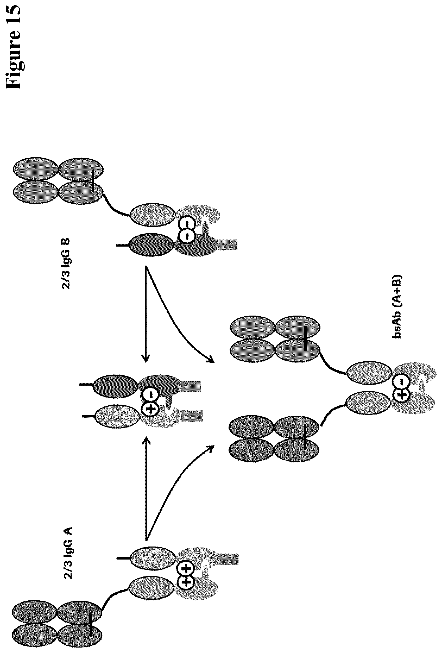 Patent US12297290 Figure 15 – Method for generating multispecific antibodies from monospecific antibodies