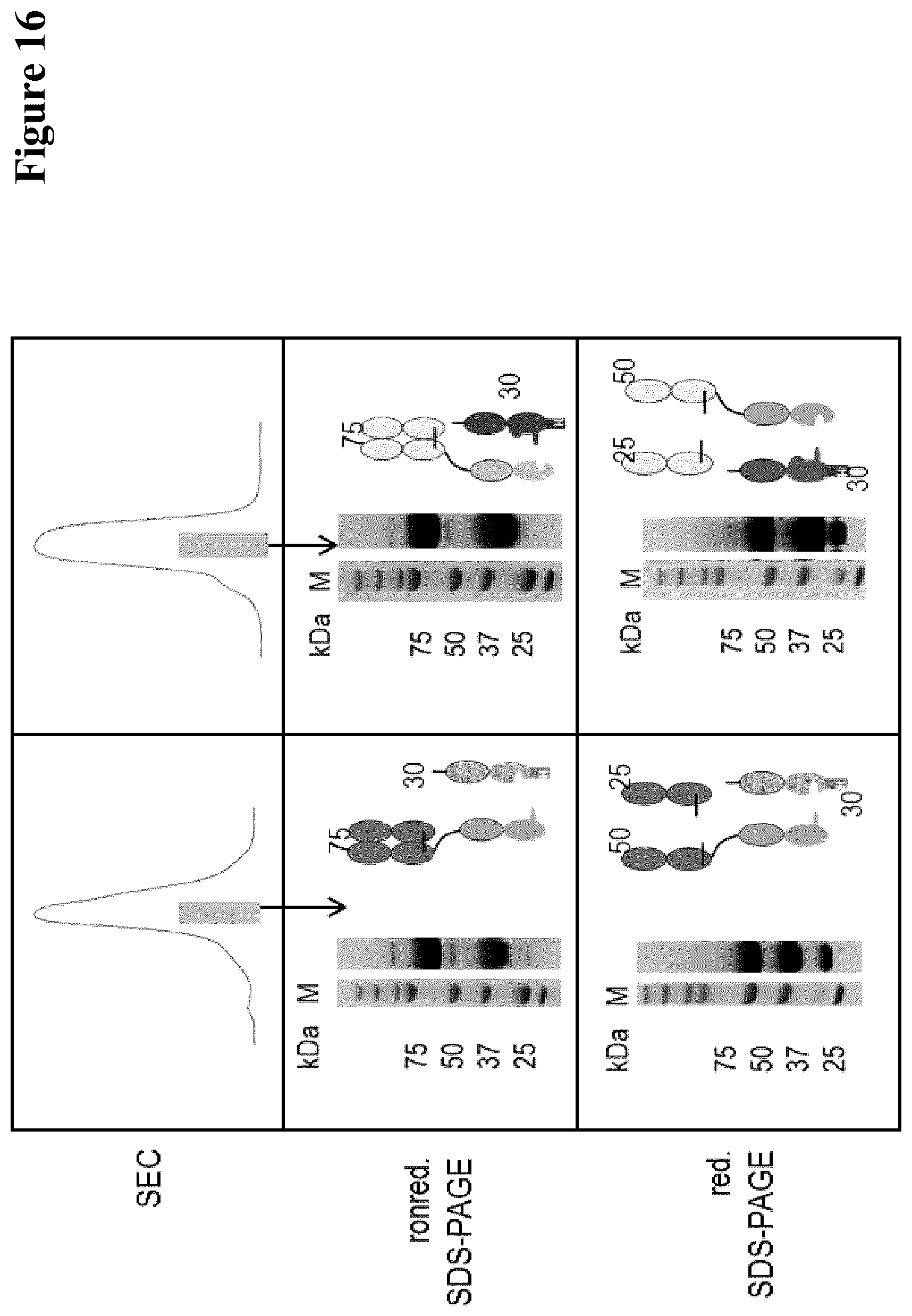 Patent US12297290 Figure 16 – Method for generating multispecific antibodies from monospecific antibodies