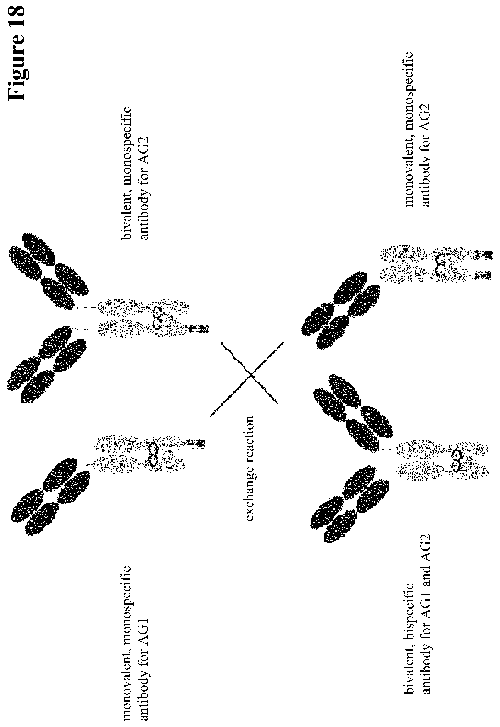 Patent US12297290 Figure 18 – Method for generating multispecific antibodies from monospecific antibodies