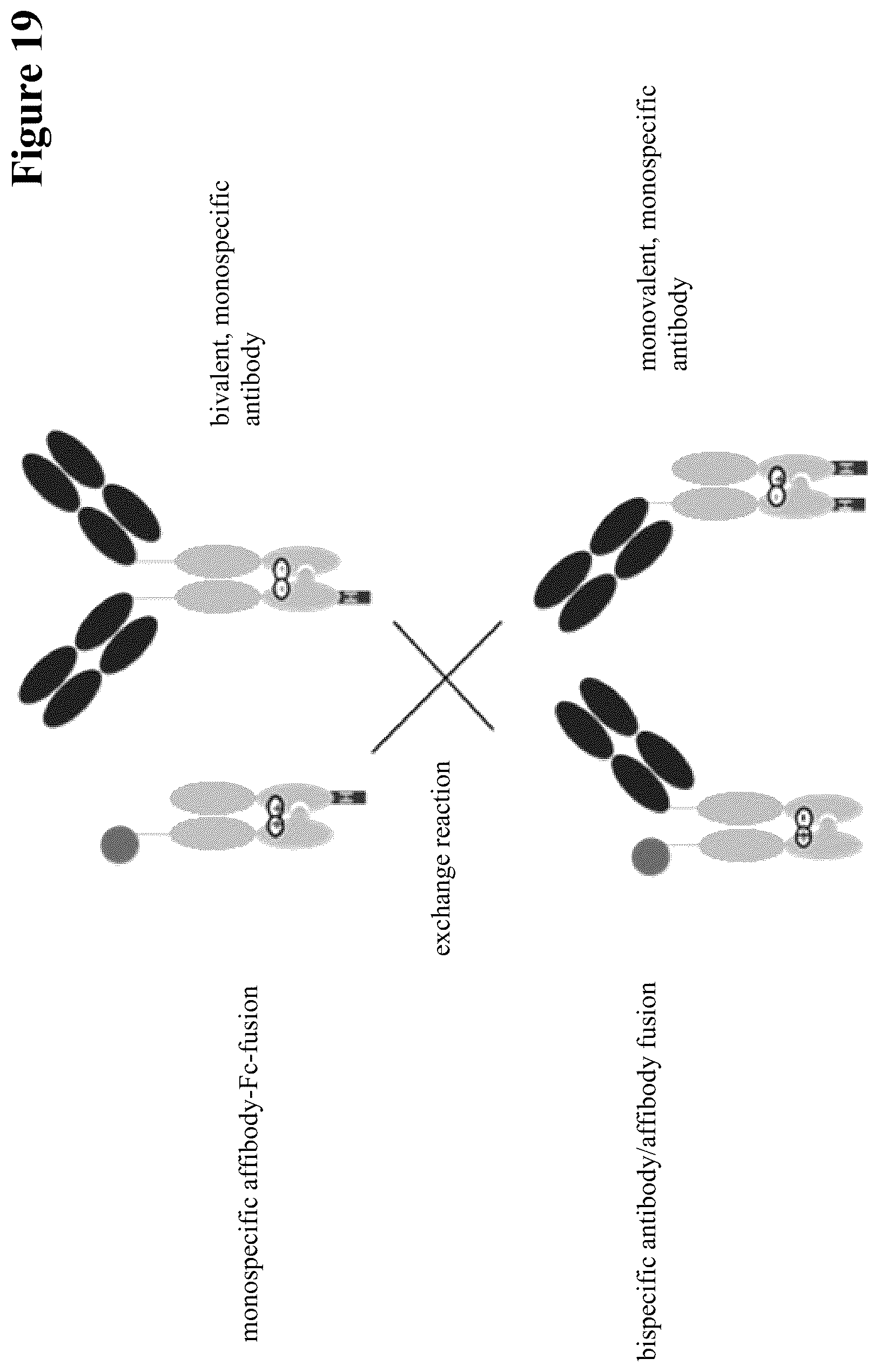 Patent US12297290 Figure 19 – Method for generating multispecific antibodies from monospecific antibodies