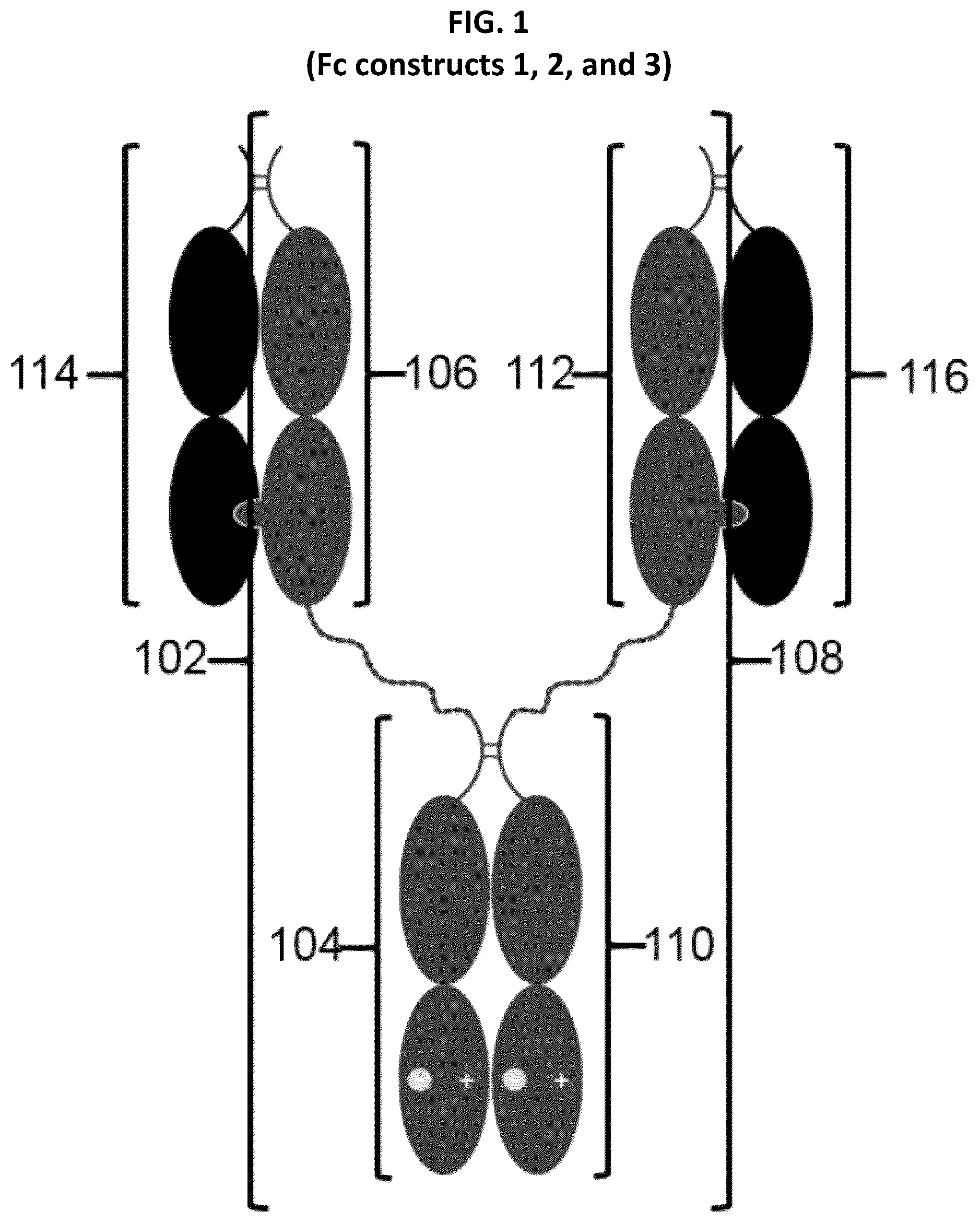 Patent US12297291 Figure 1 – Compositions and methods related to engineered Fc constructs