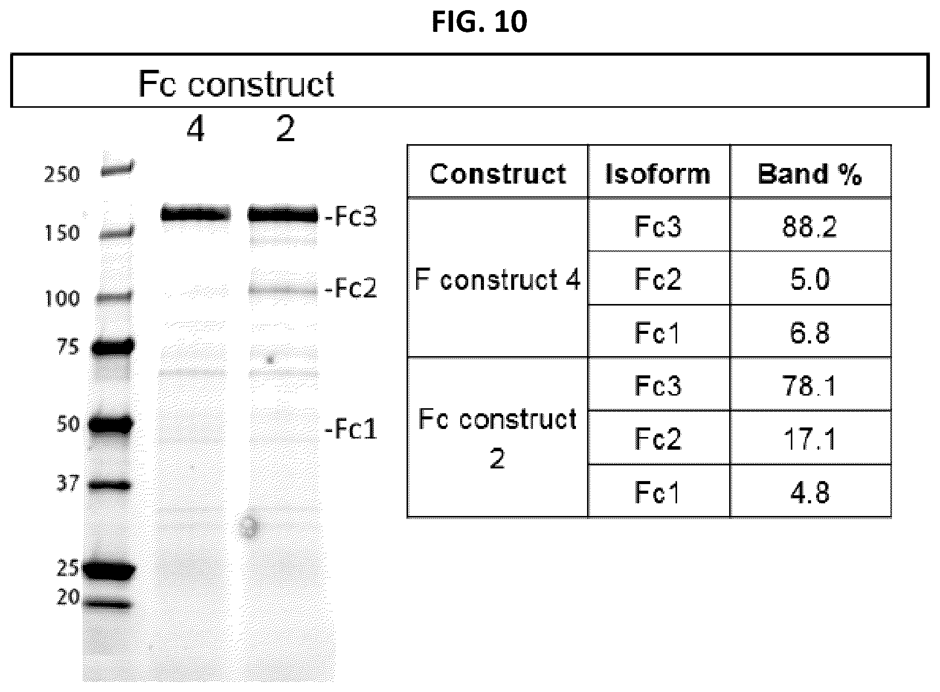 Patent US12297291 Figure 10 – Compositions and methods related to engineered Fc constructs
