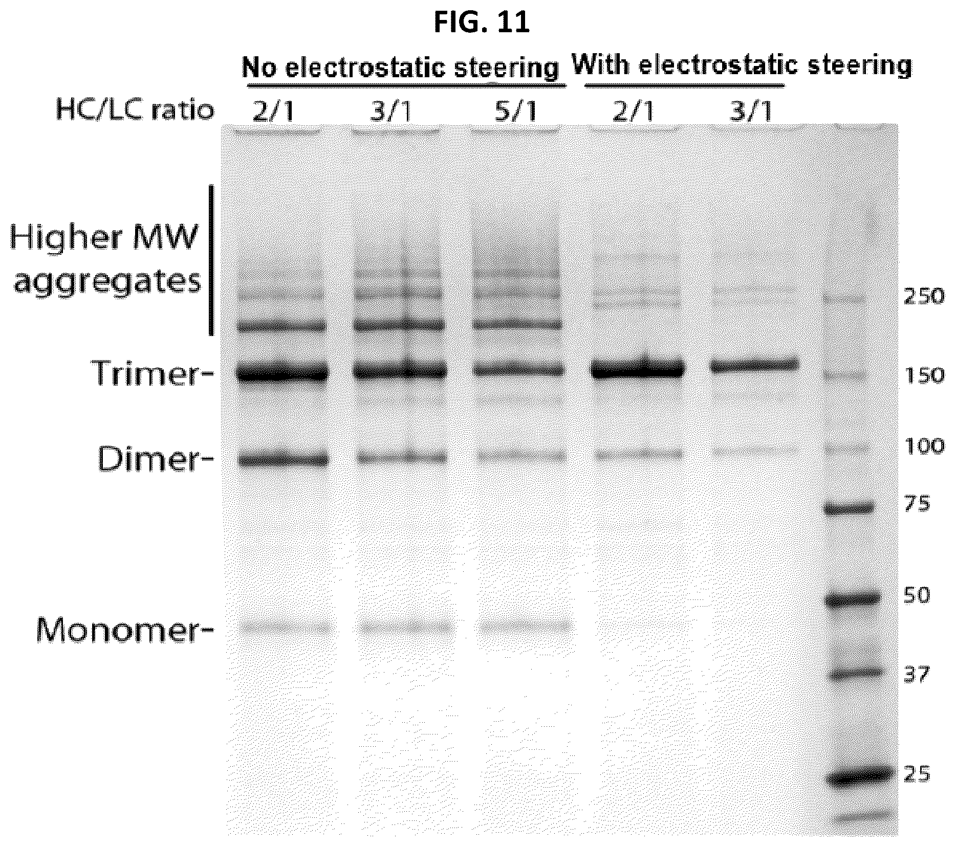 Patent US12297291 Figure 11 – Compositions and methods related to engineered Fc constructs