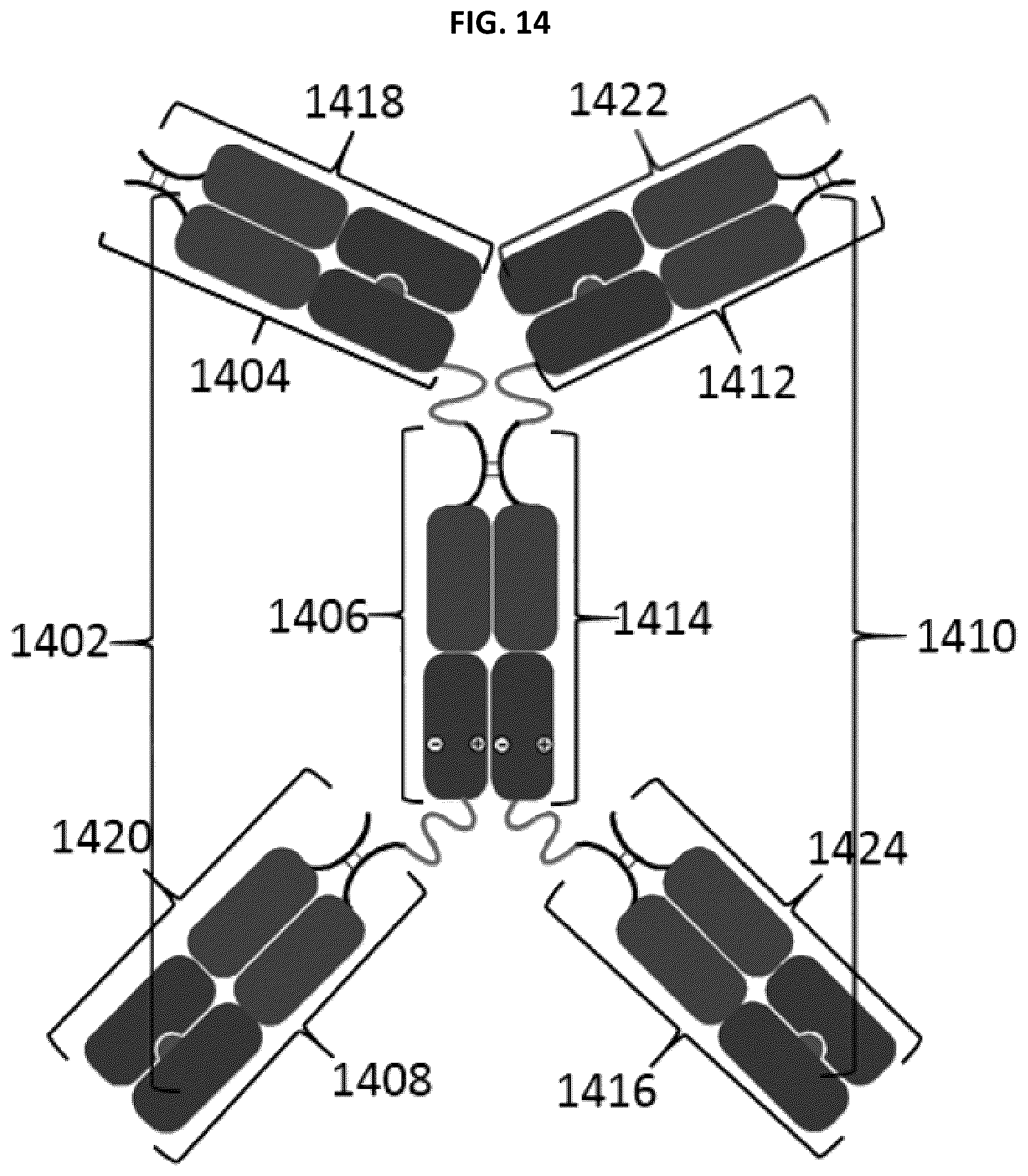 Patent US12297291 Figure 14 – Compositions and methods related to engineered Fc constructs