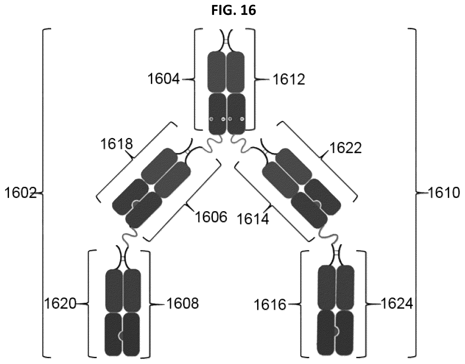 Patent US12297291 Figure 16 – Compositions and methods related to engineered Fc constructs