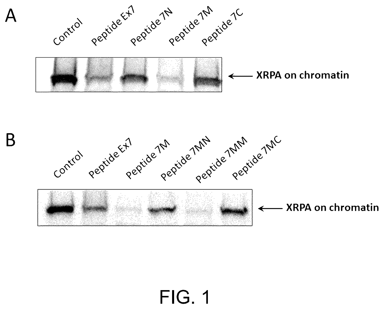 Patent US12297295 Figure 1 – Peptide for treating cancer