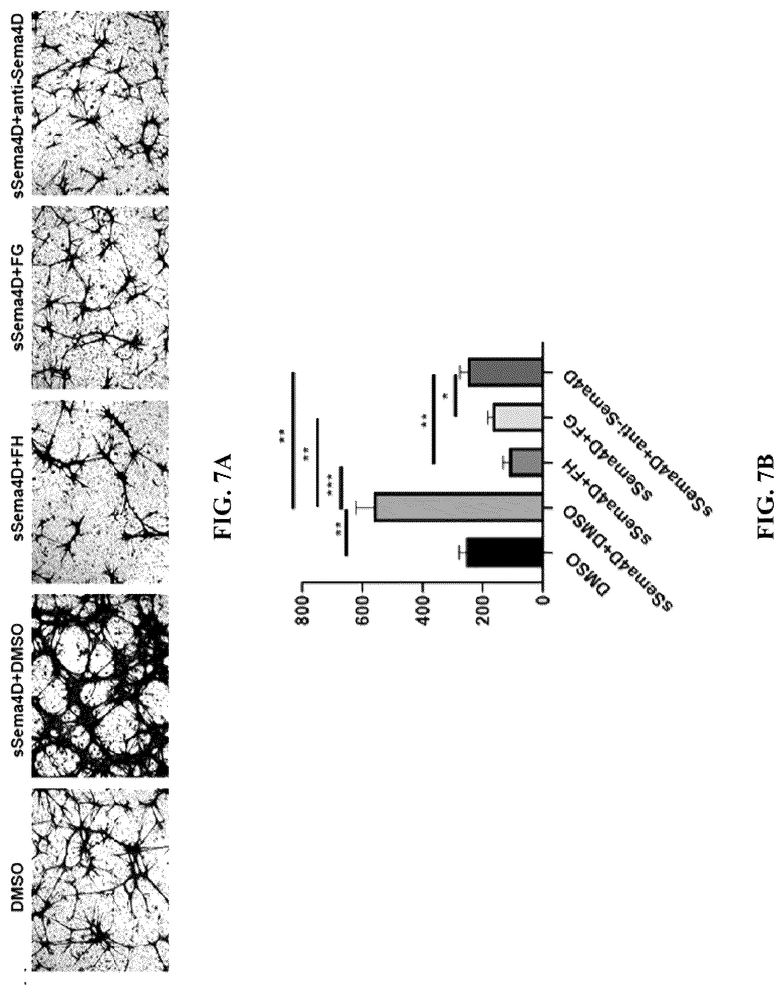 Patent US12297296 Figure 7 – Nano small peptide and its use in preparation of drugs for treating and preventing fundus vascular diseases