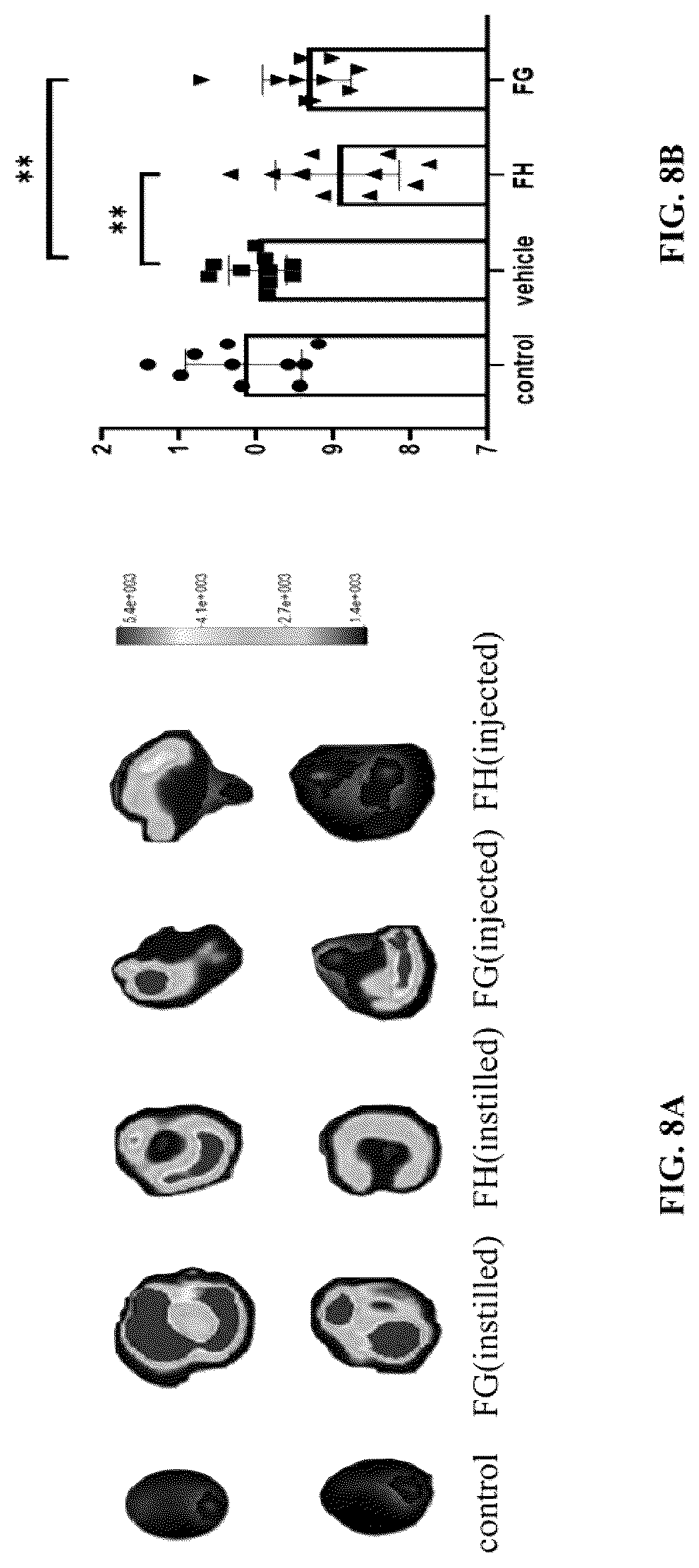 Patent US12297296 Figure 8 – Nano small peptide and its use in preparation of drugs for treating and preventing fundus vascular diseases