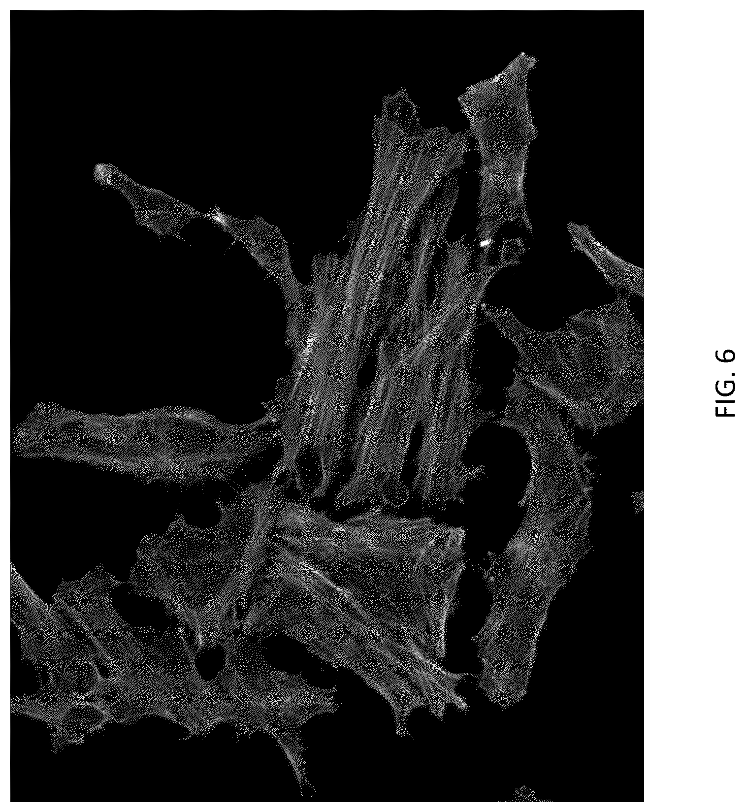 Patent US12297383 Figure 6 – Condensed polycyclic conjugated polymers and their use for biological detection