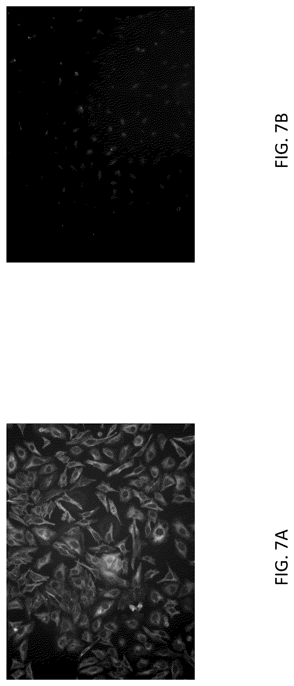 Patent US12297383 Figure 7 – Condensed polycyclic conjugated polymers and their use for biological detection