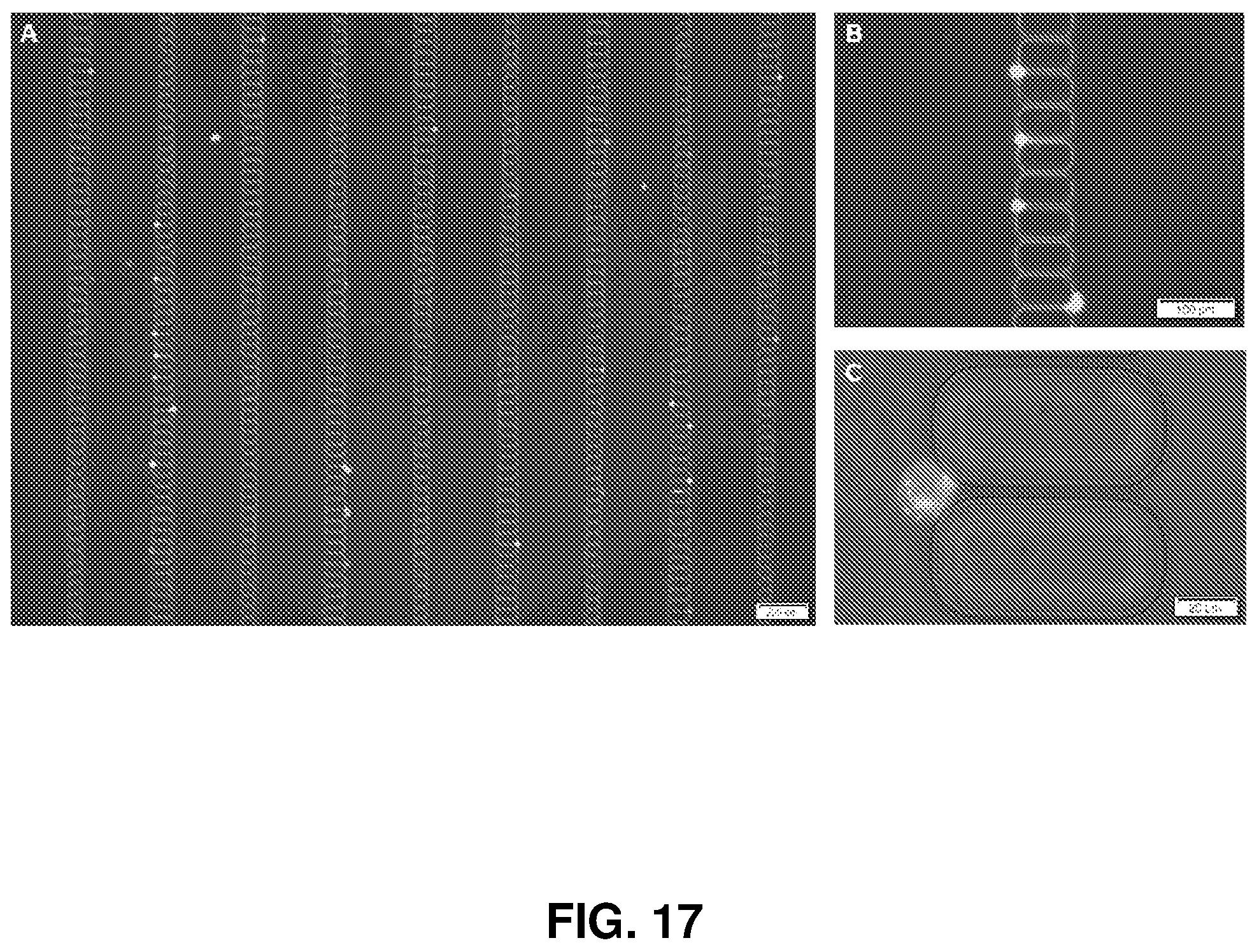 Patent US12297417 Figure 18 – Lateral filter array microfluidic device
