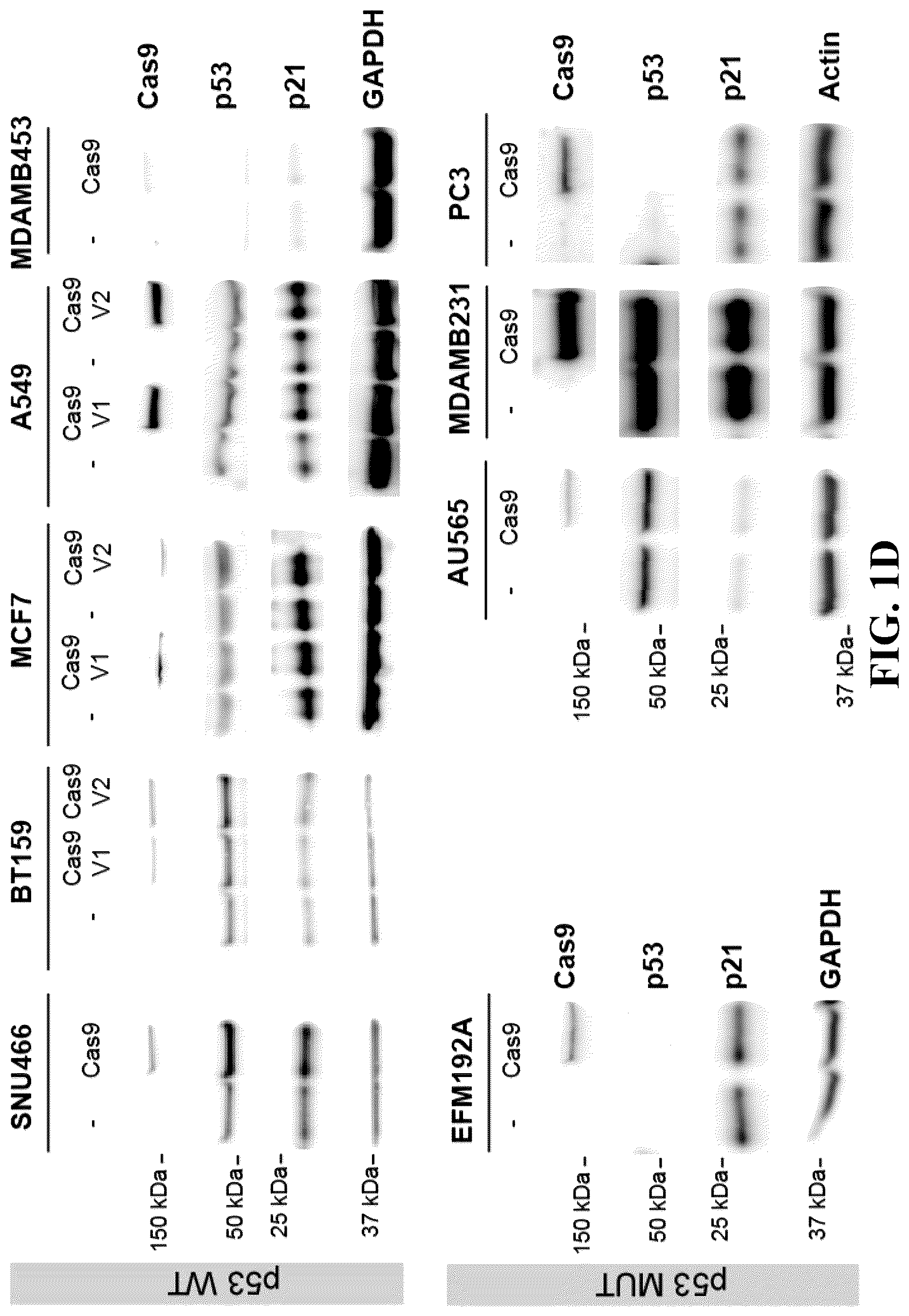 Patent US12297426 Figure 2 – DNA damage response signature guided rational design of CRISPR-based systems and therapies