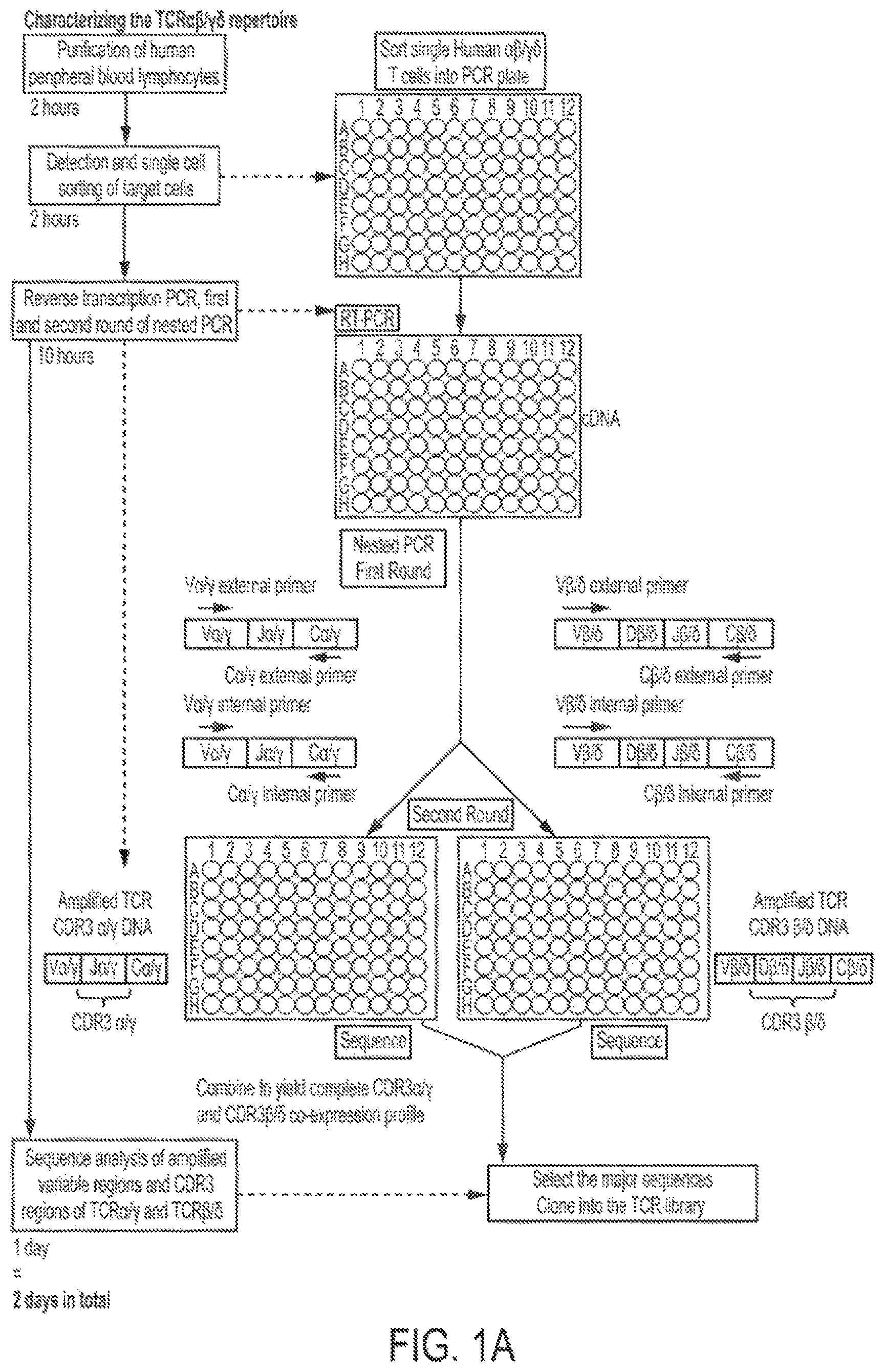 Patent US12297427 Figure 1 – Cloning and expression system for T-cell receptors