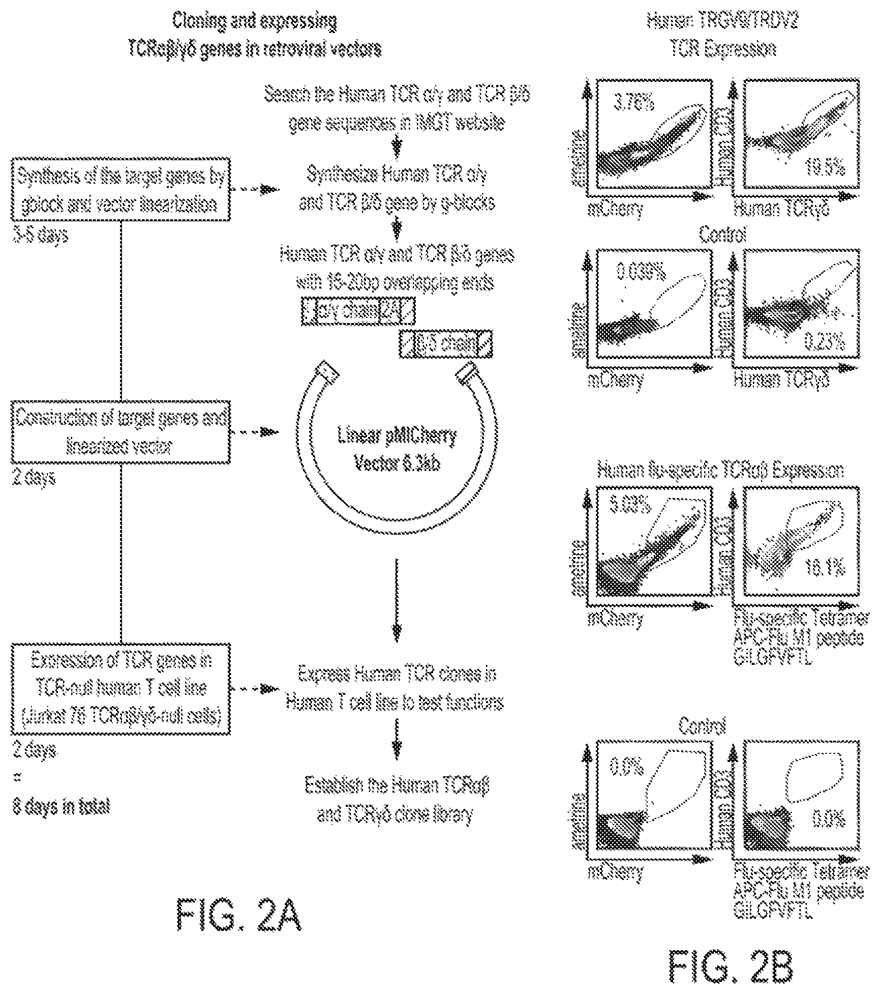 Patent US12297427 Figure 3 – Cloning and expression system for T-cell receptors