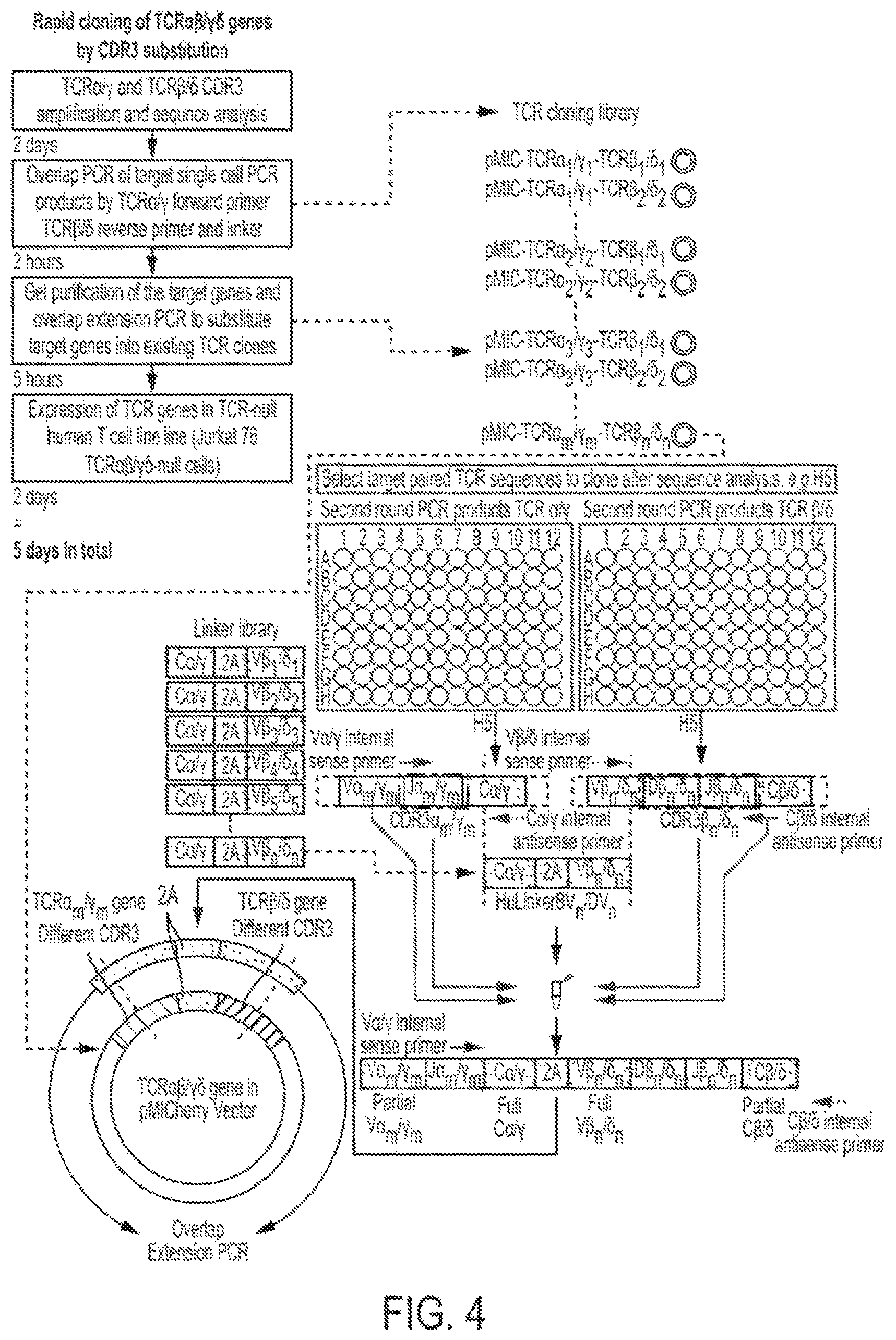 Patent US12297427 Figure 5 – Cloning and expression system for T-cell receptors