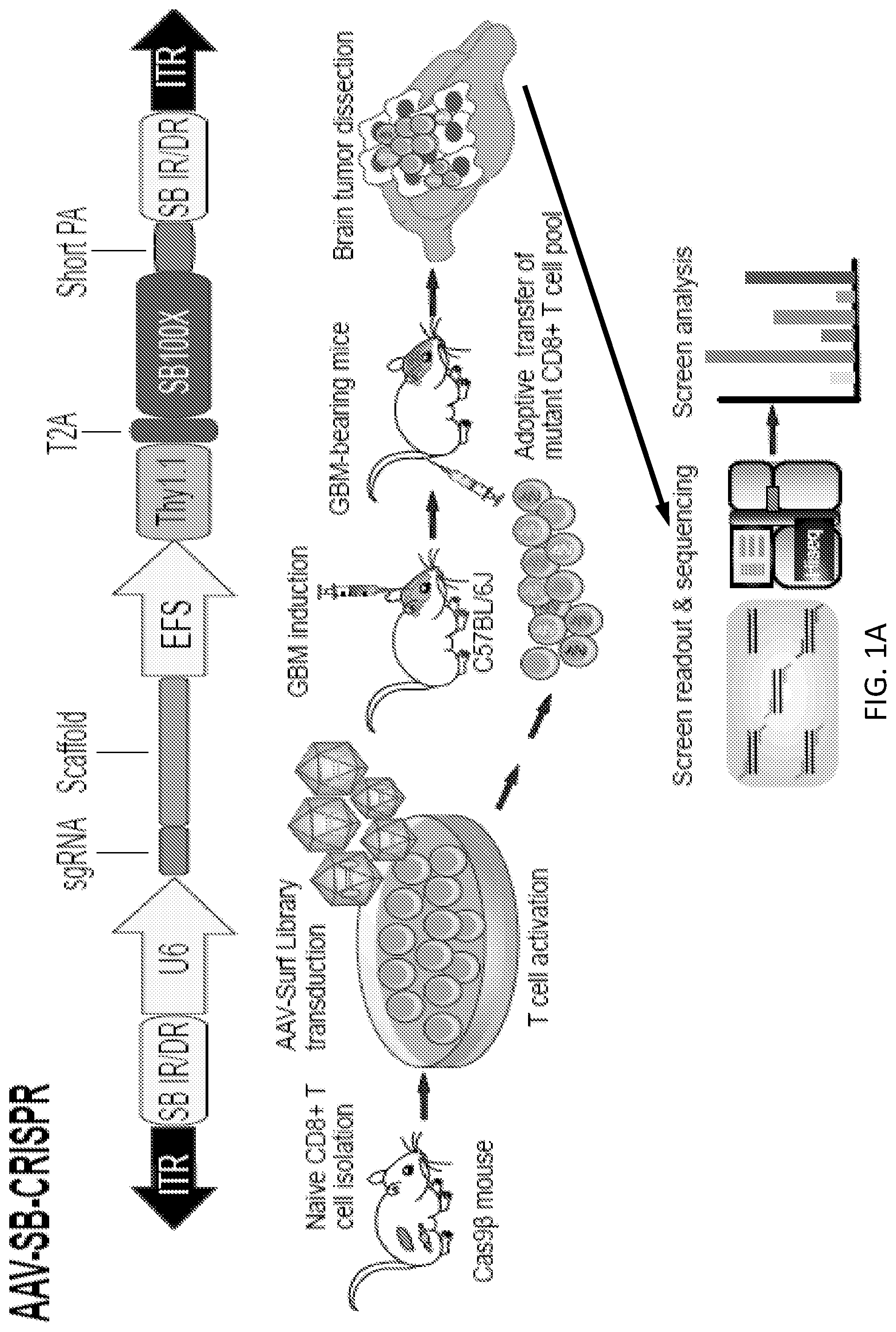 Patent US12297428 Figure 1 – Compositions for identification of membrane targets for enhancement of T cell activity against cancer