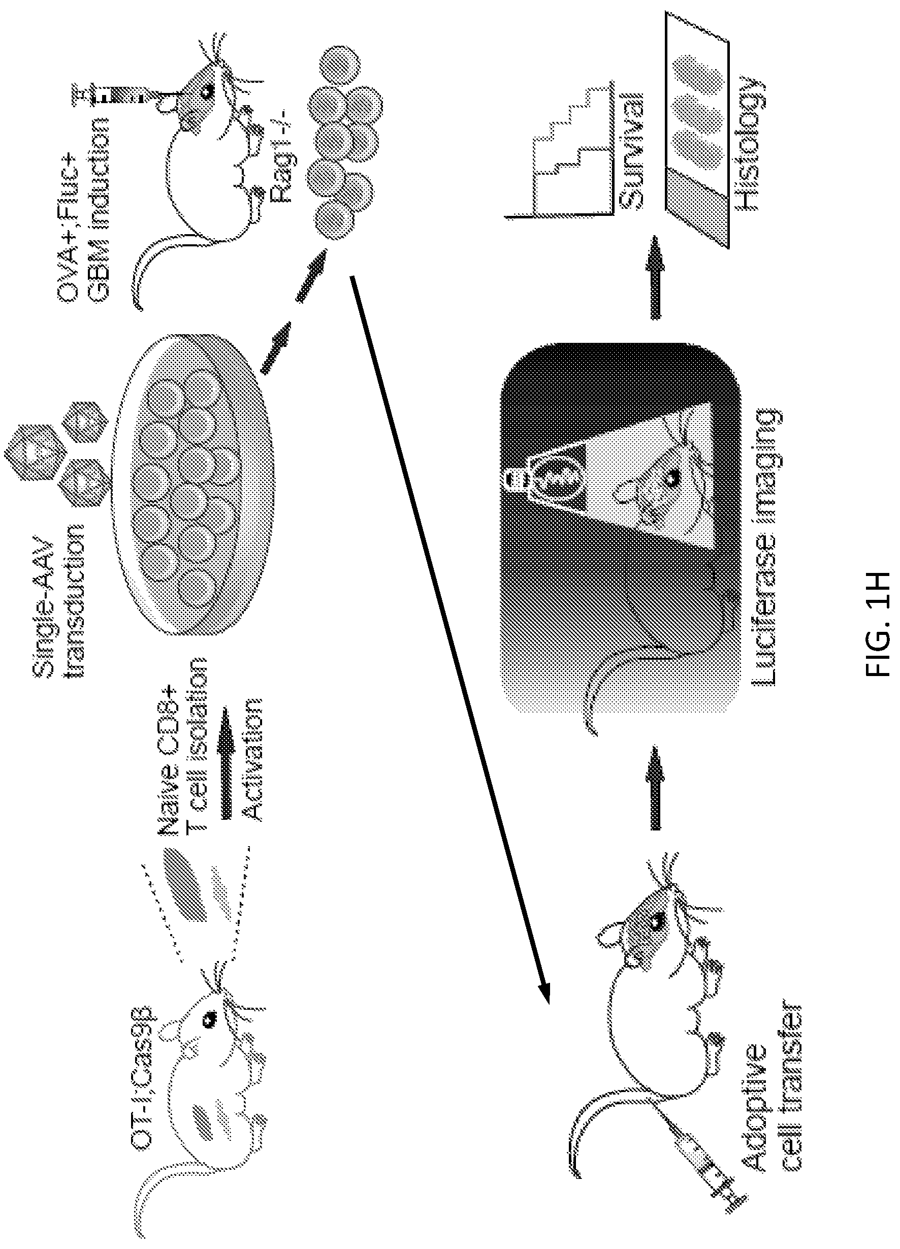 Patent US12297428 Figure 7 – Compositions for identification of membrane targets for enhancement of T cell activity against cancer